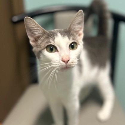 Enlarge Joe, a Adoptable American Shorthair in Poplar Bluff, MO image 3/3