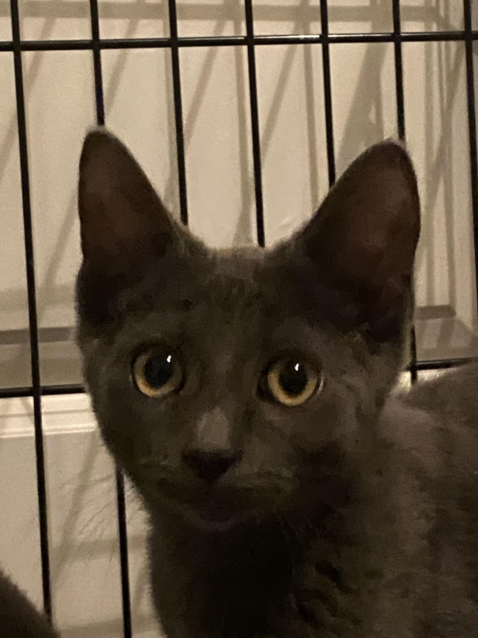 Paws ( KT), a Adoptable Russian Blue in Vallejo, CA image 3/3