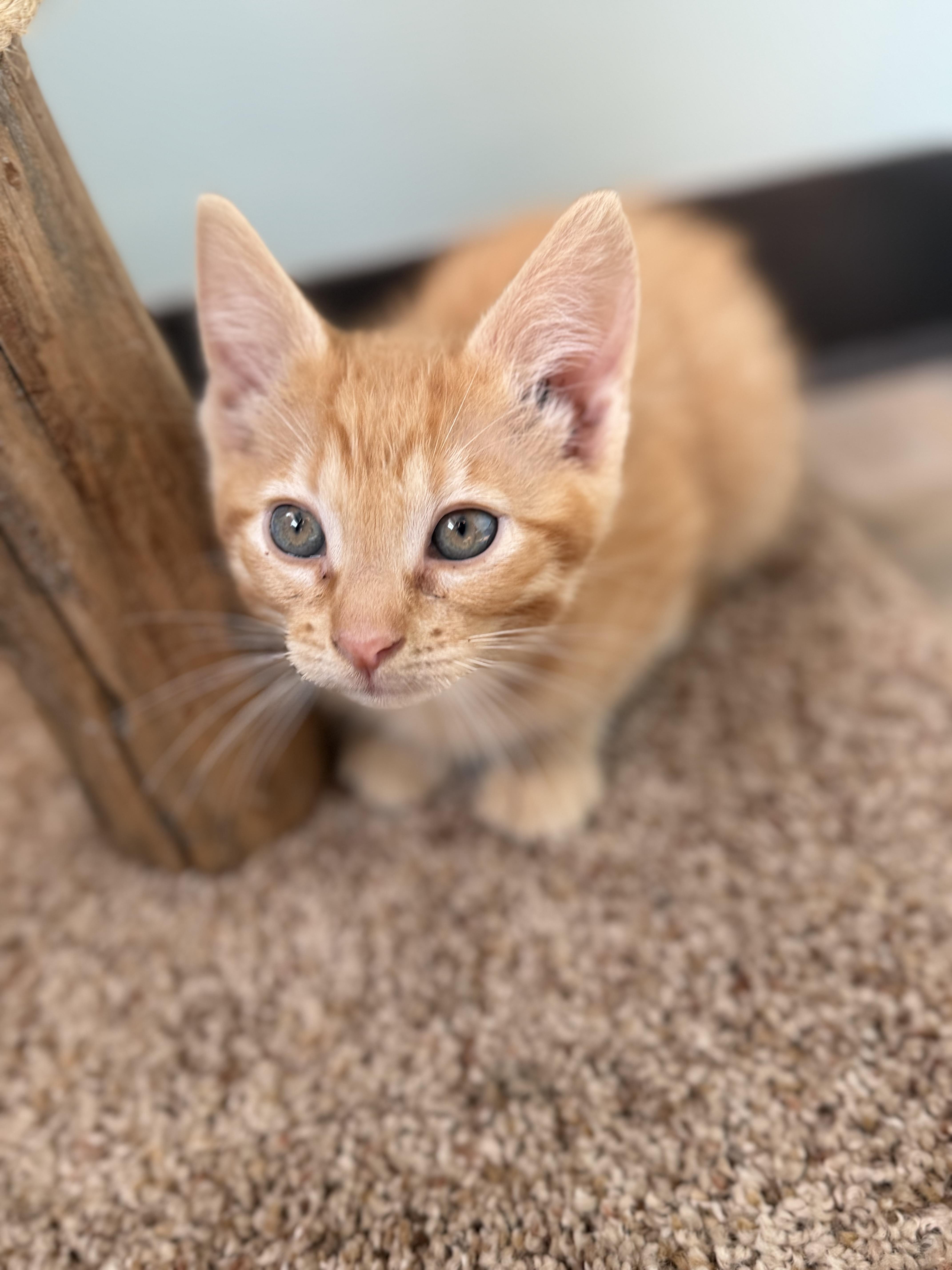 Enlarge Buzz, an adopted Domestic Short Hair in Dodgeville, WI image 1/1