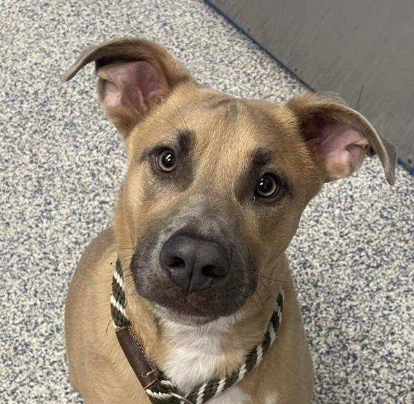 Enlarge Bocho, a Adoptable mixed breed in Golden, CO image 1/1