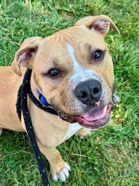 WOODCHIP, Adoptable, Young Male American Bulldog & Mixed Breed.