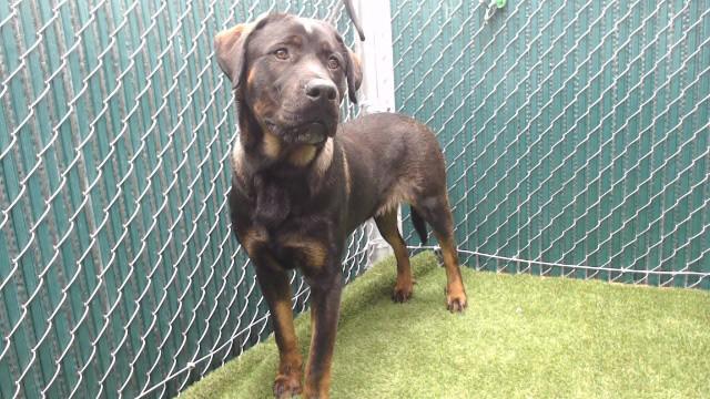 Enlarge GOOBER, a Adoptable mixed breed in Downey, CA image 1/1