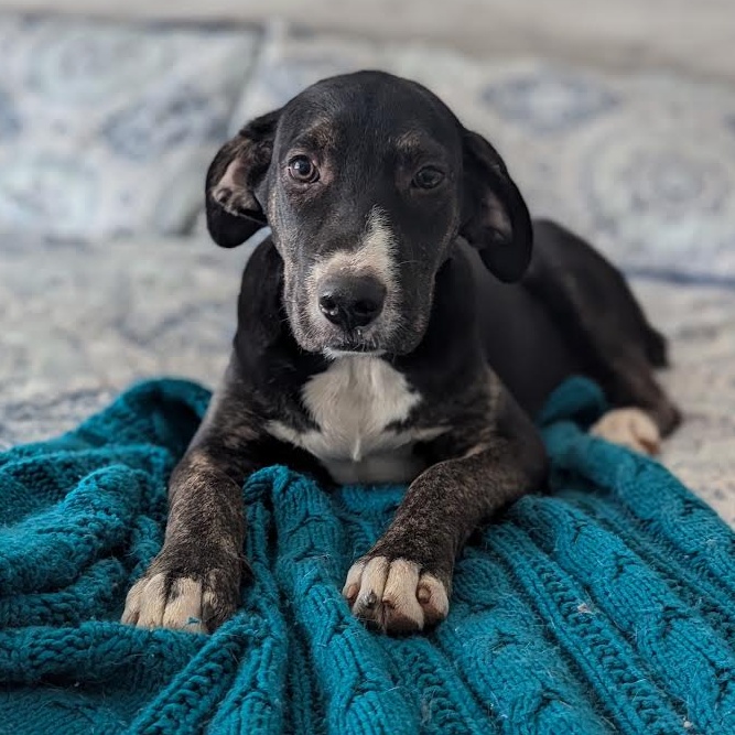 Brooklyn (Bobbed tail)