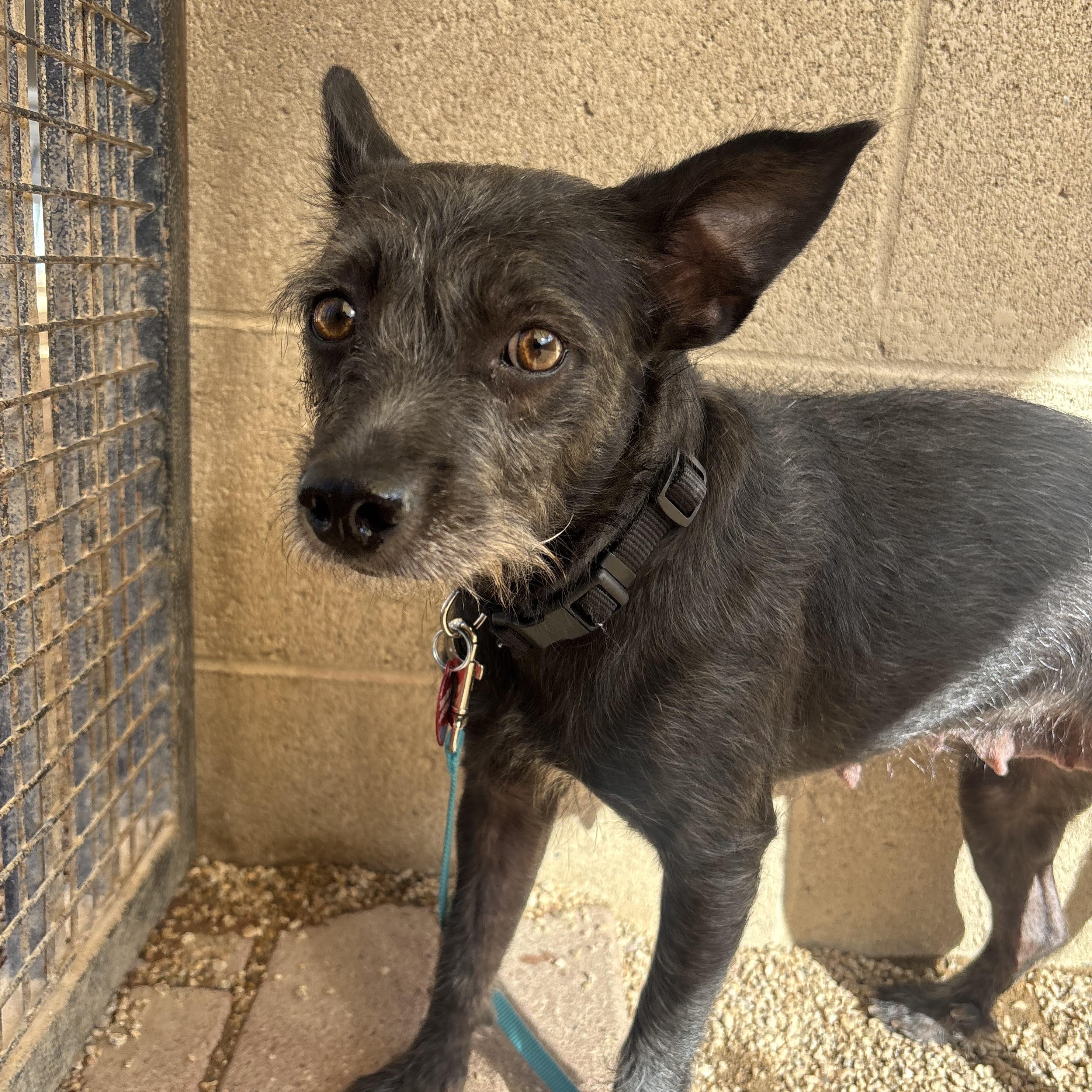 BamBam, Adoptable, Young Female Terrier.