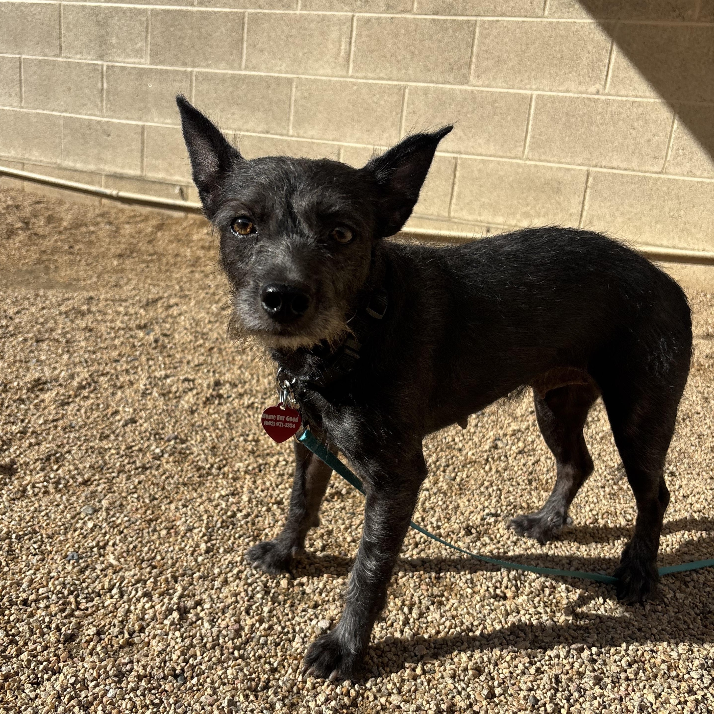 Enlarge BamBam, a Adoptable mixed breed in Phoenix, AZ image 4/4