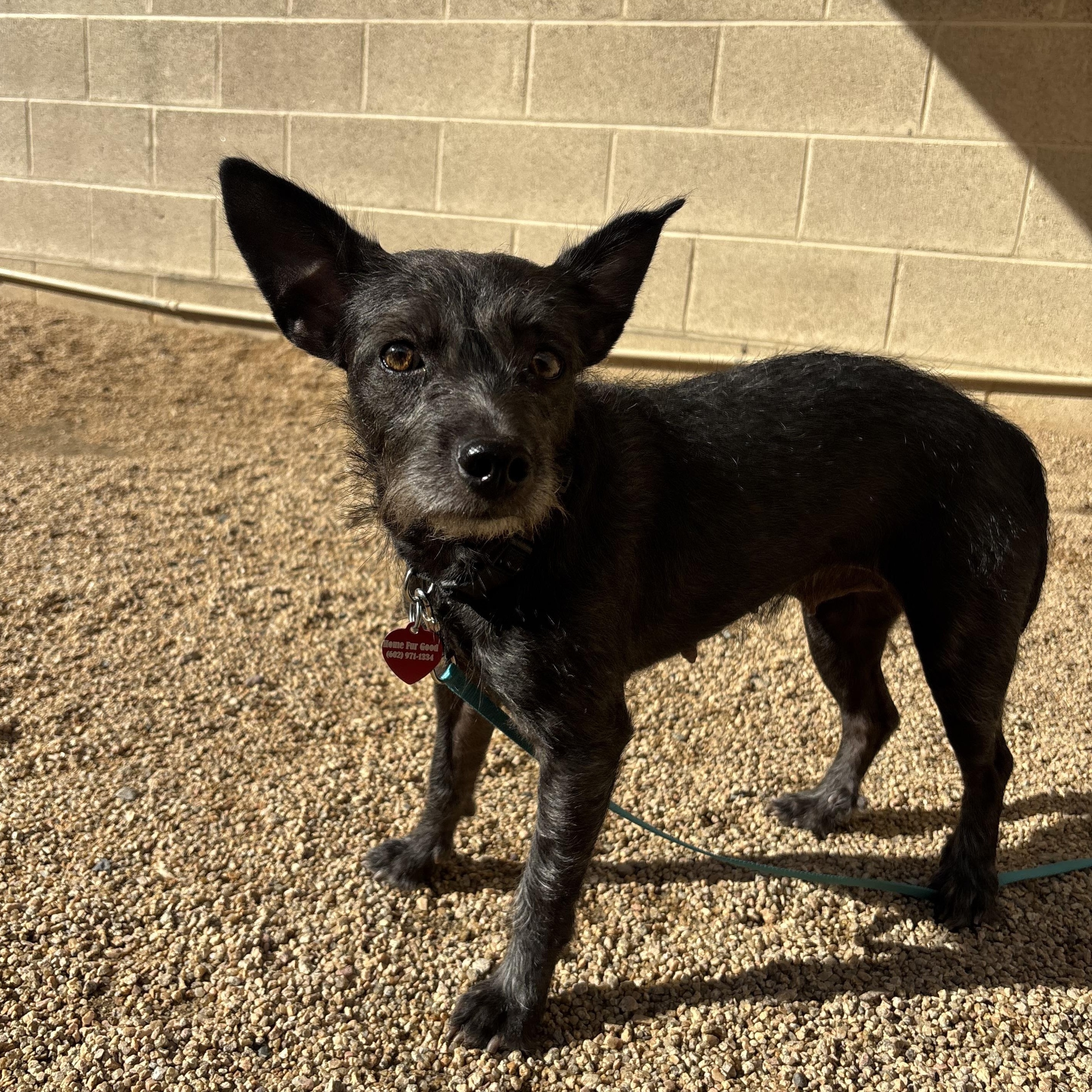 Enlarge BamBam, a Adoptable mixed breed in Phoenix, AZ image 3/4