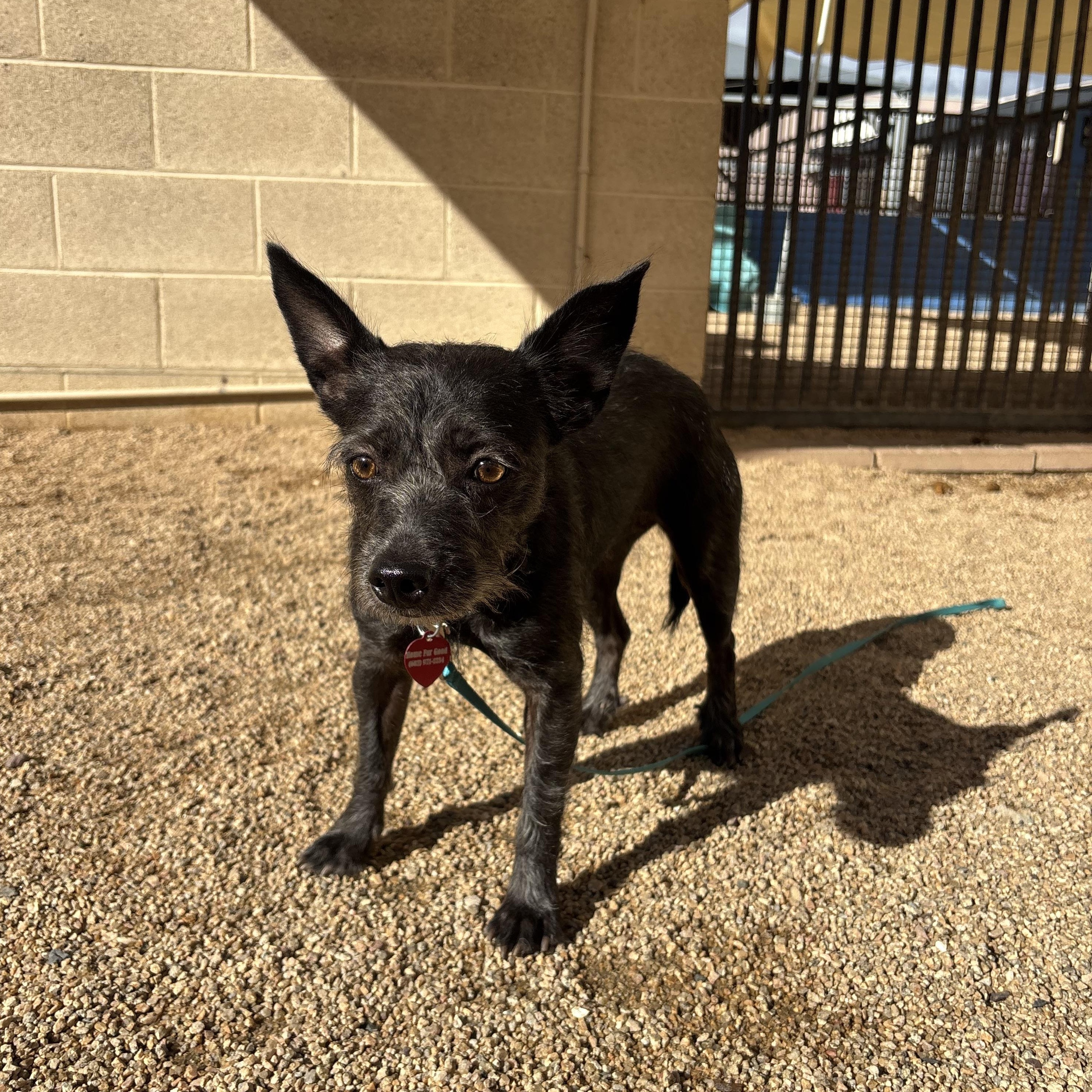Enlarge BamBam, a Adoptable mixed breed in Phoenix, AZ image 2/4