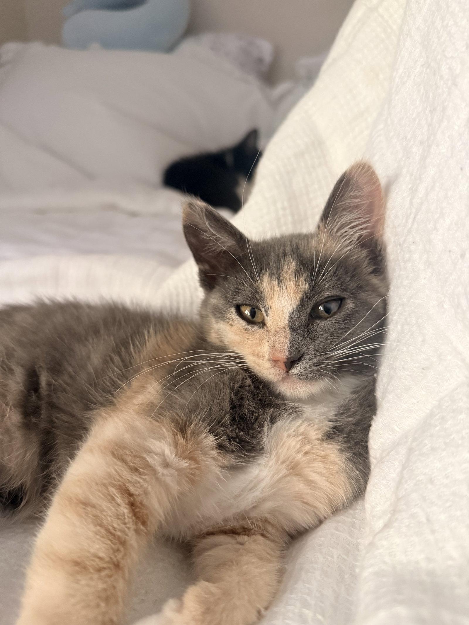 Bonnie, Adopted, Young Female Domestic Short Hair.