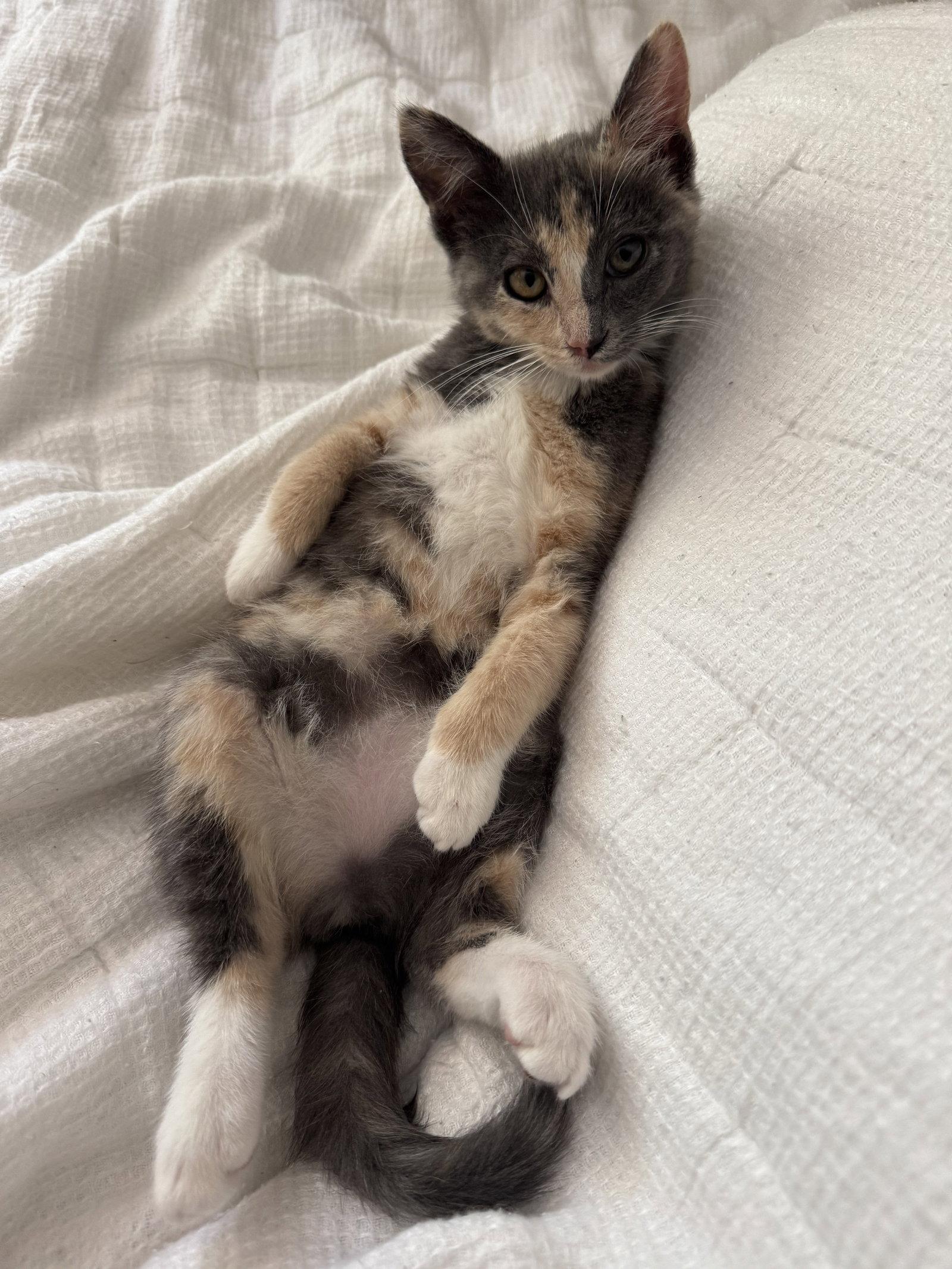 Bonnie, a Adopted Domestic Short Hair in Davis, CA image 2/3