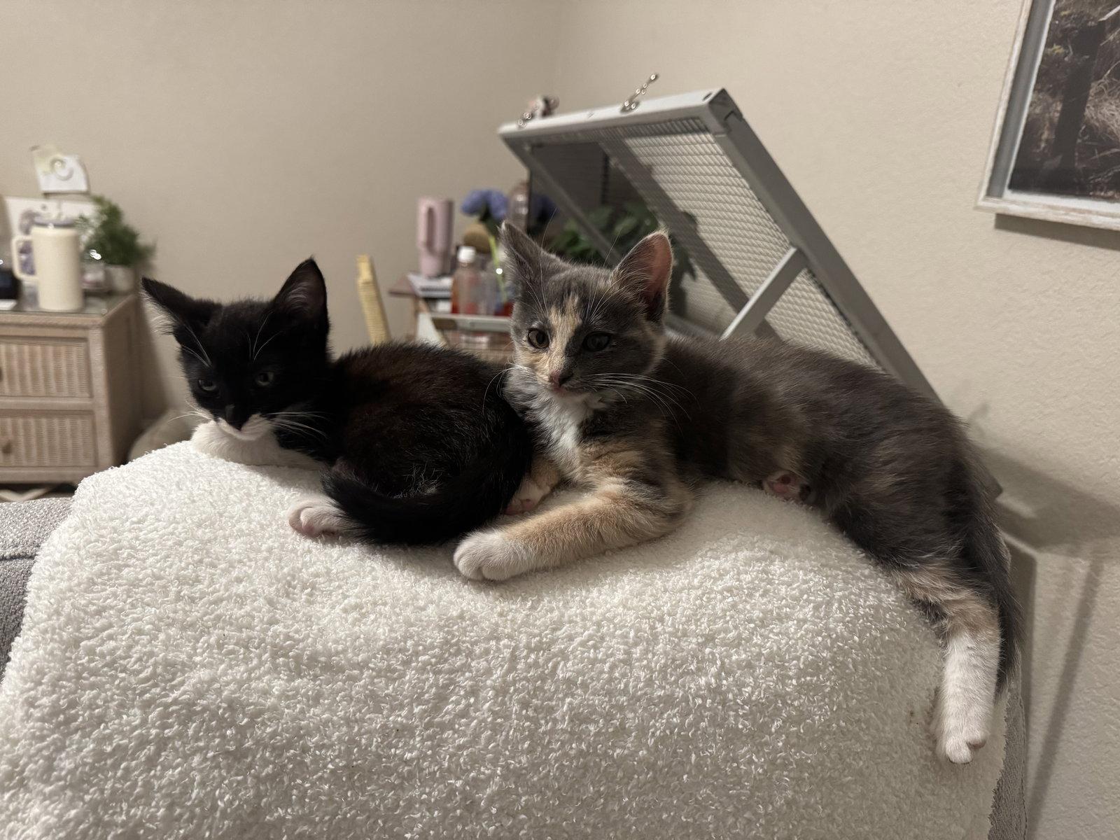Bonnie, a Adopted Domestic Short Hair in Davis, CA image 3/3