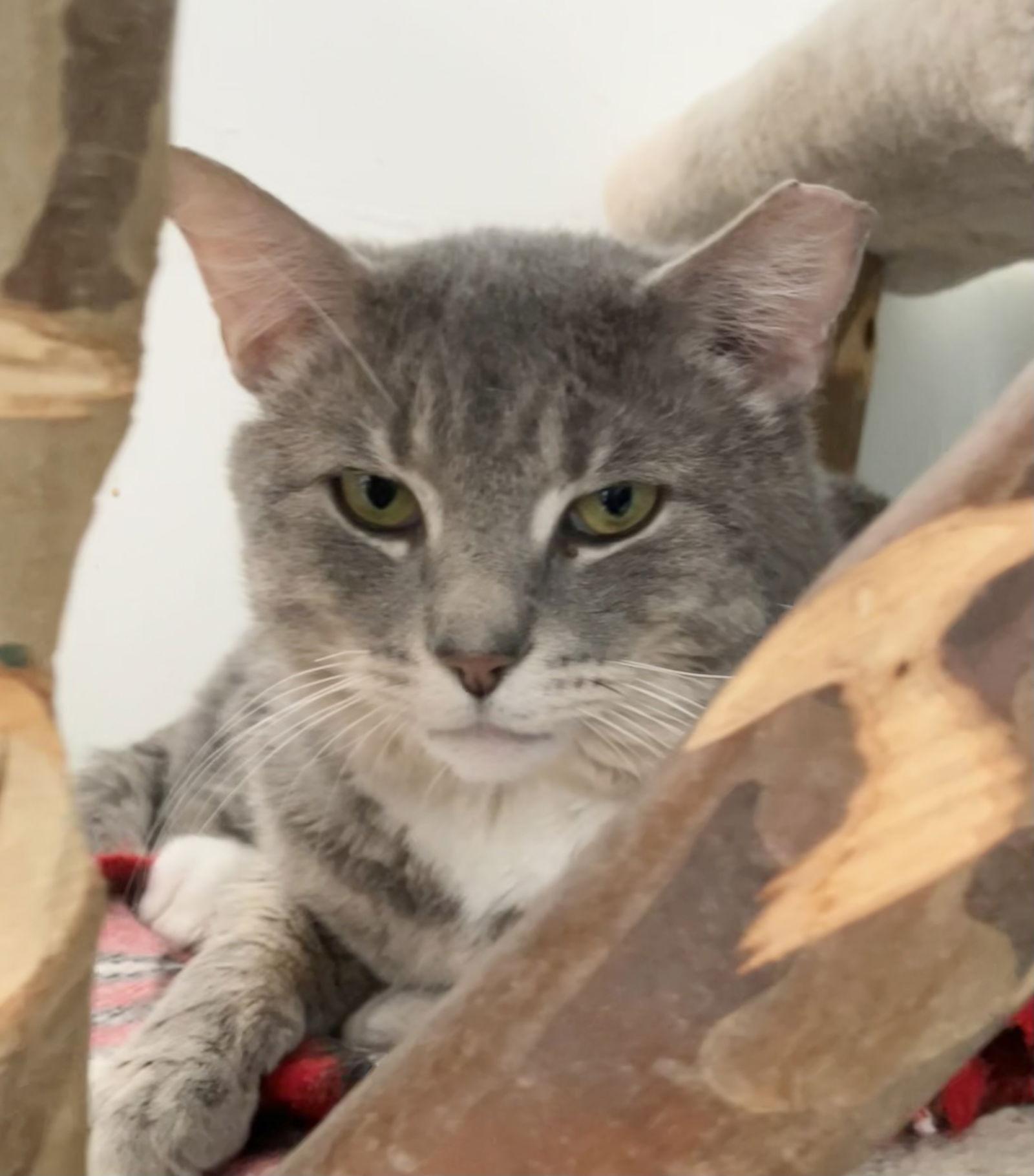 Presto — thumbnail 2