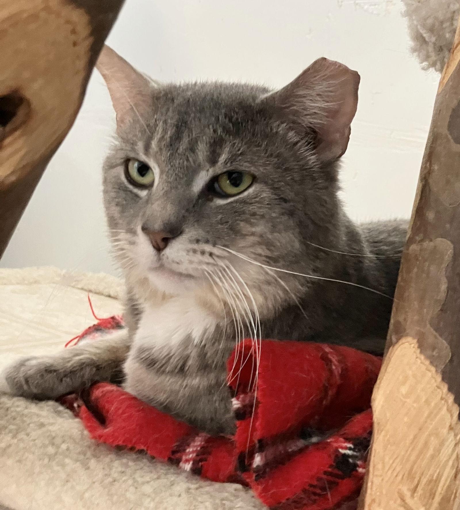 Presto — thumbnail 3