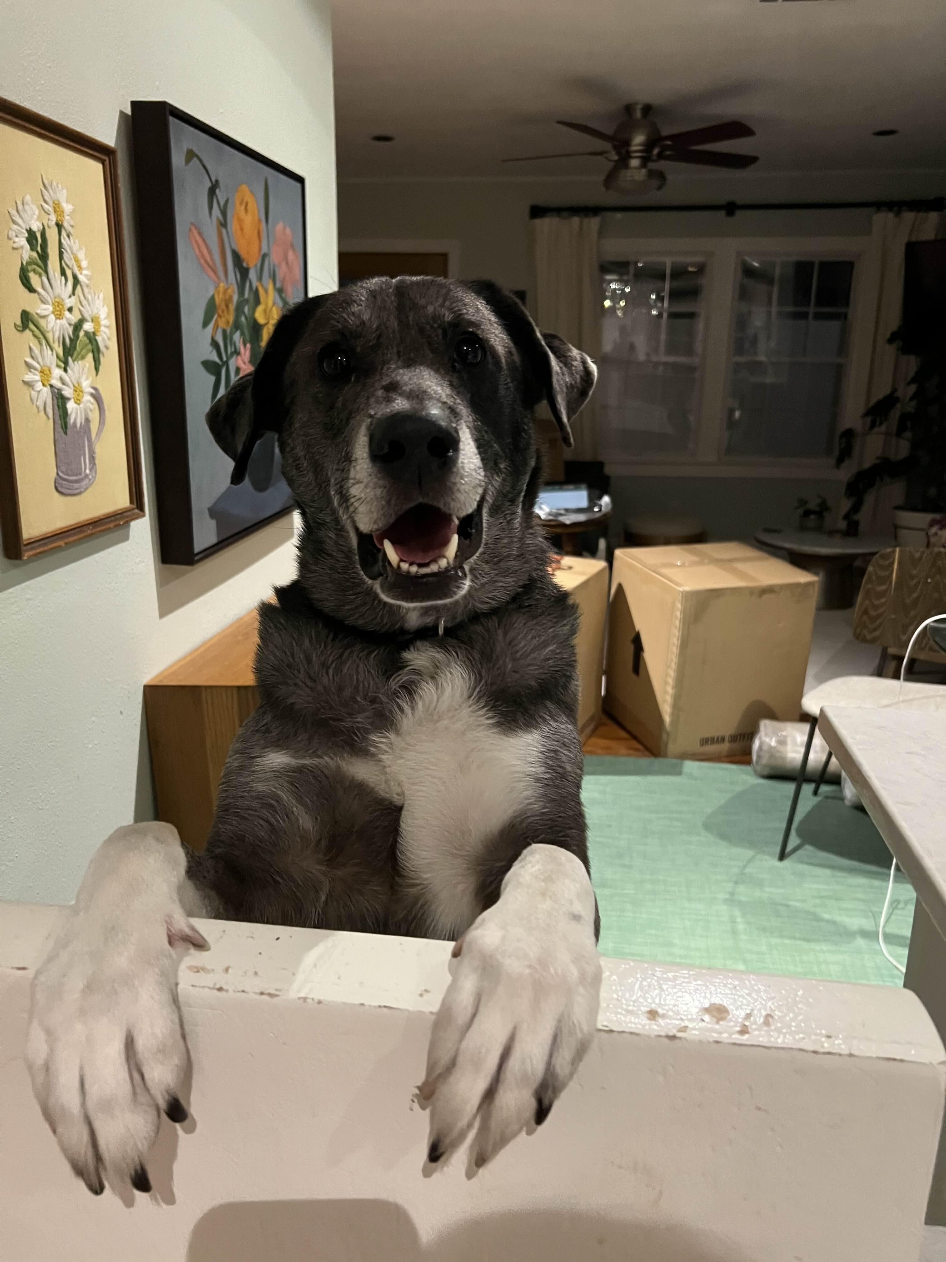 Flute, Adopted, Adult Male Alaskan Malamute & Greater Swiss Mountain Dog.