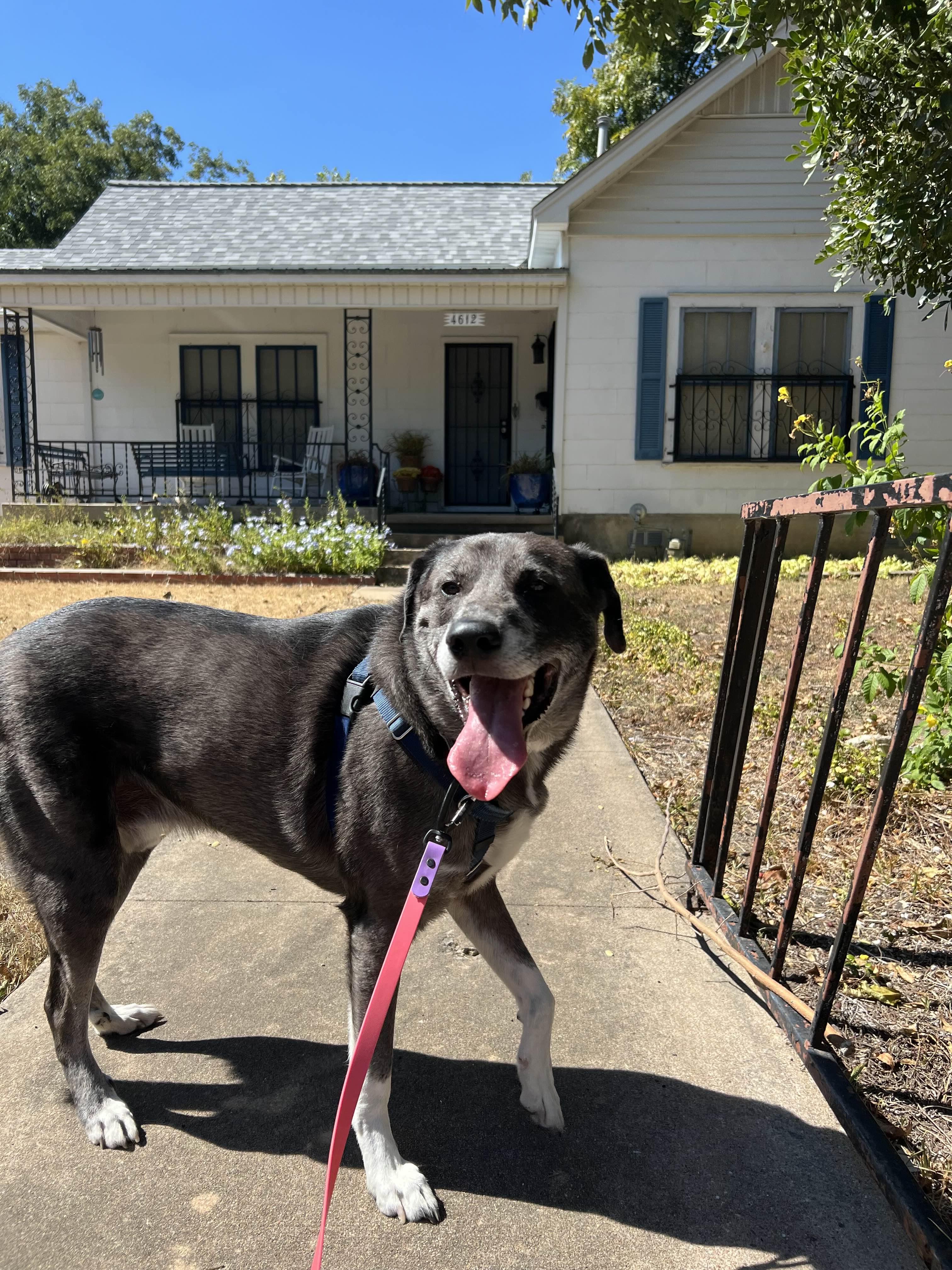 Enlarge Flute, a Adopted mixed breed in Hampton Bays, NY image 2/2