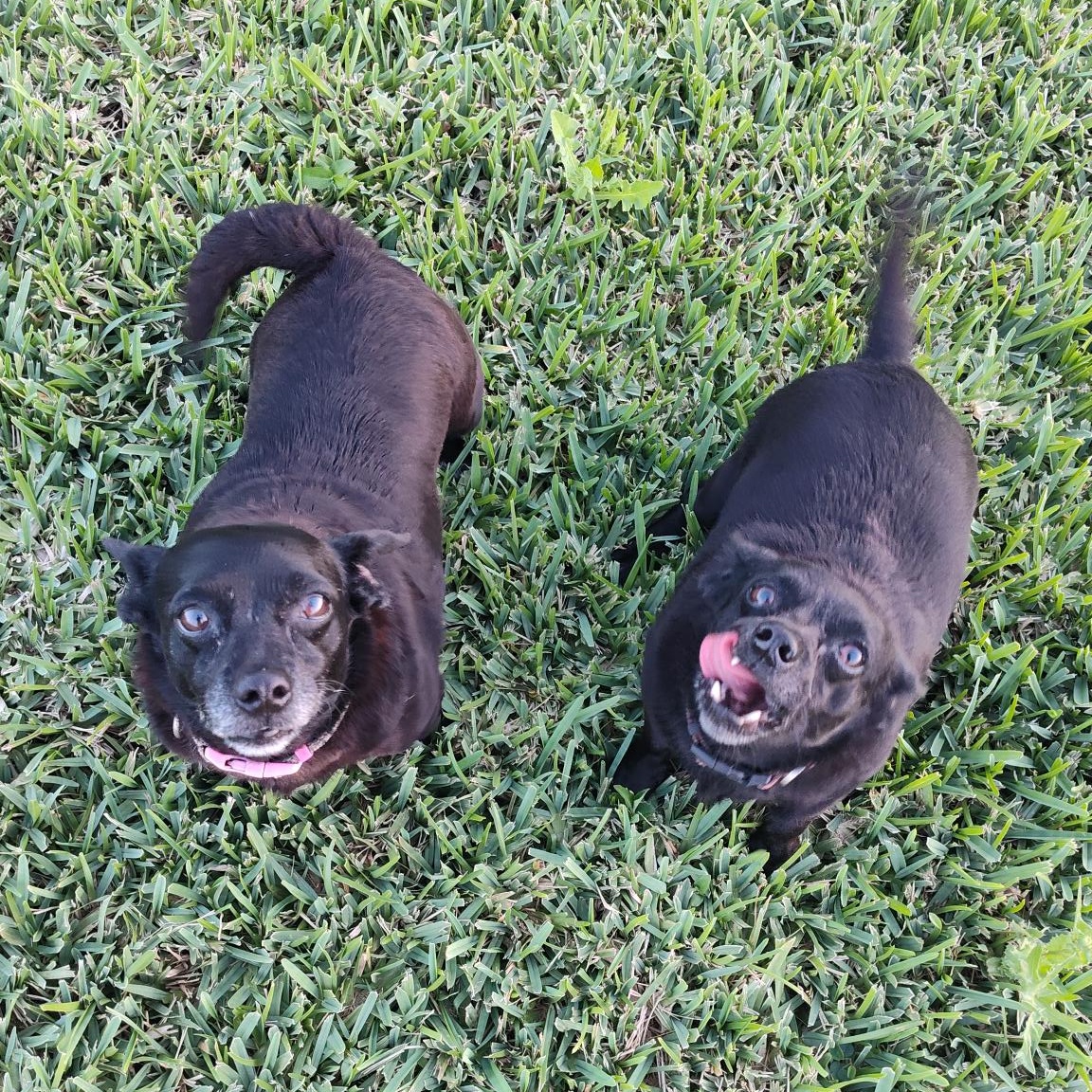 Laverne and Shirley BONDED, a Adoptable mixed breed in Tampa, FL image 5/5