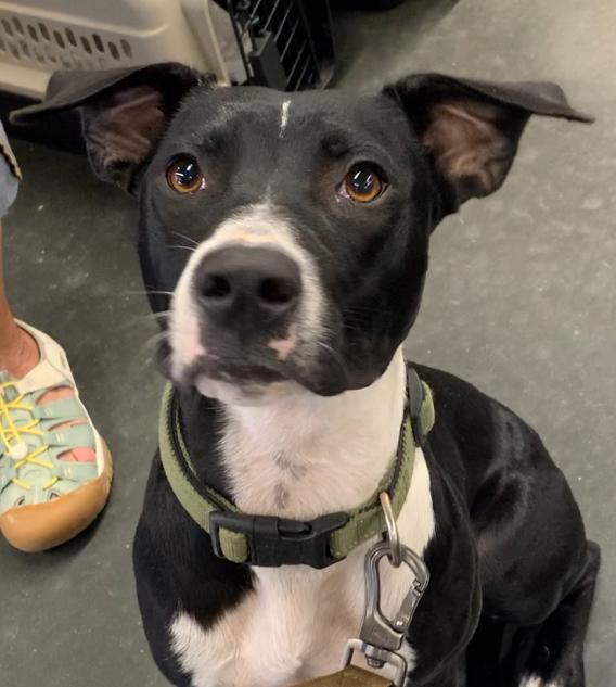 Jovie, ADOPTABLE, Young Female Terrier.