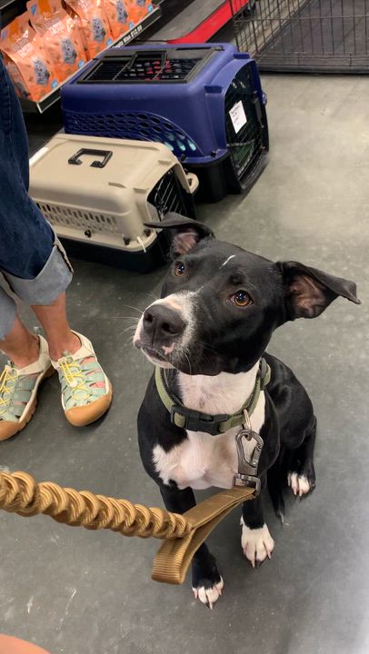 Enlarge Jovie, a ADOPTABLE mixed breed in Comanche, TX video 3/3