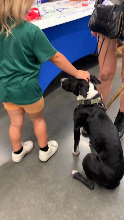 Enlarge Jovie, a ADOPTABLE mixed breed in Comanche, TX video 2/3