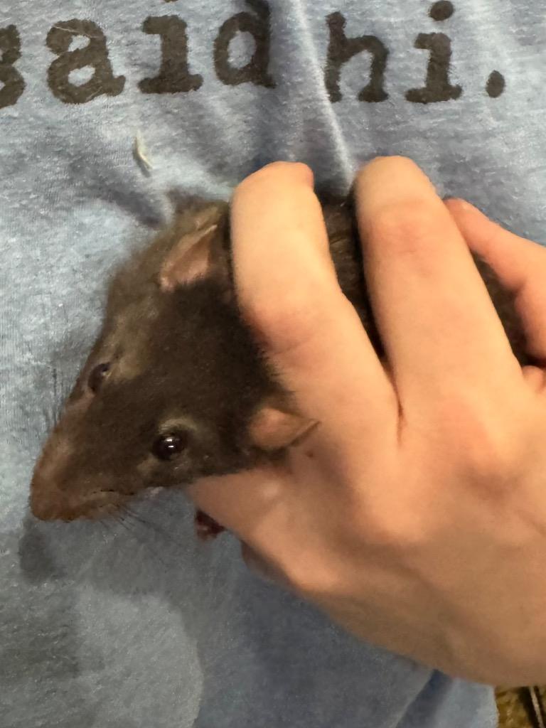 Enlarge Caper, a Adoptable Rat in Indianapolis, IN image 1/1