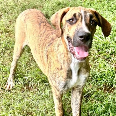 Duke-s, a Adoptable mixed breed in Sequatchie, TN image 2/6