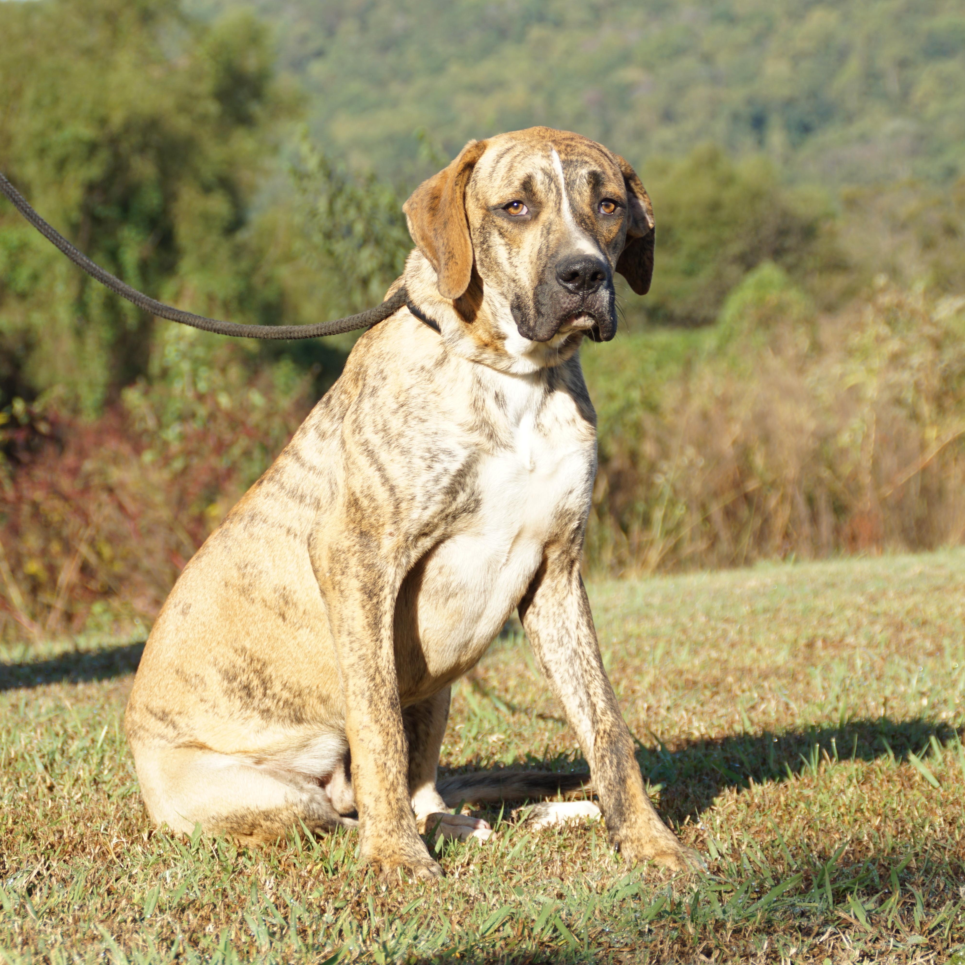 Duke-s, a Adoptable mixed breed in Sequatchie, TN image 3/6