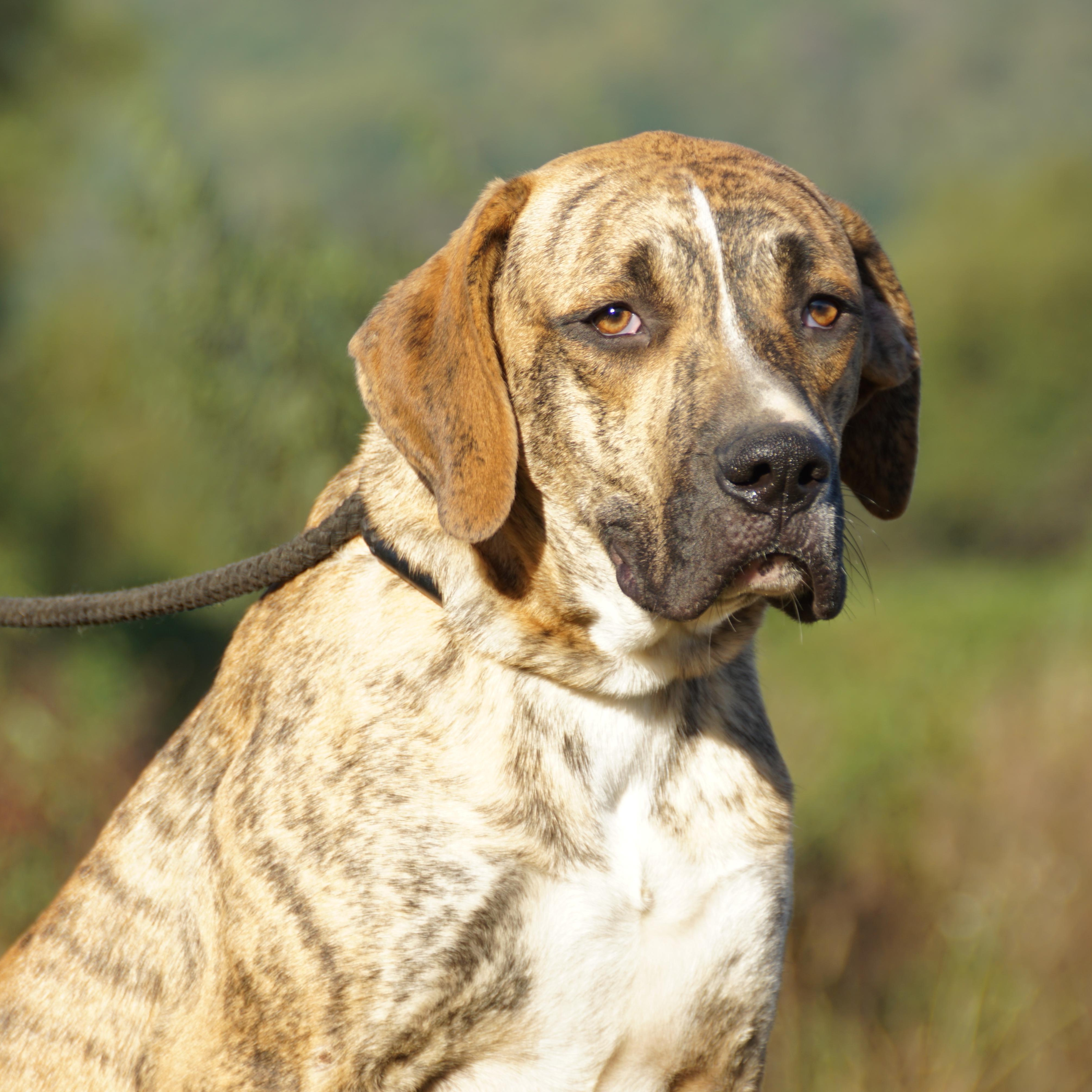 Duke-s, Adoptable, Young Male Plott Hound & Catahoula Leopard Dog.
