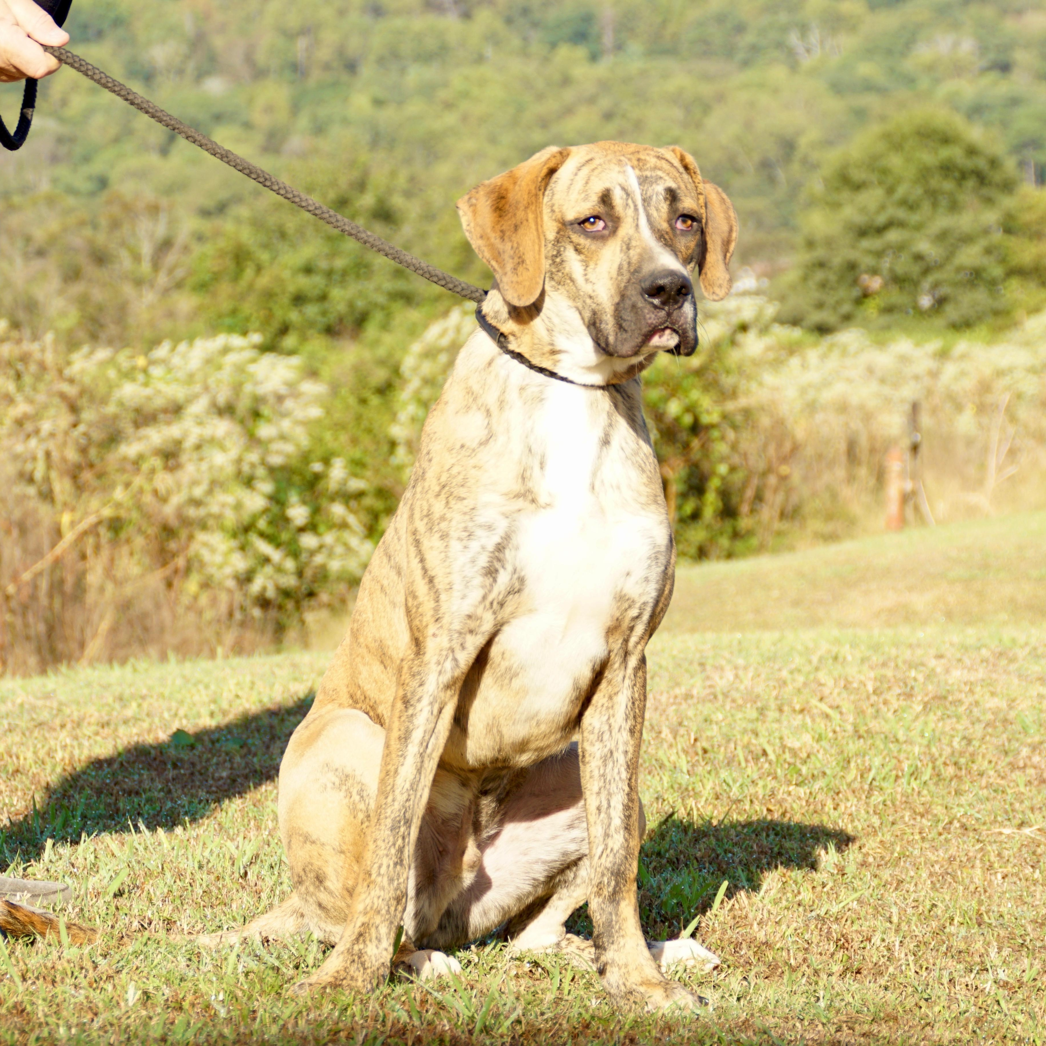Duke-s, a Adoptable mixed breed in Sequatchie, TN image 6/6