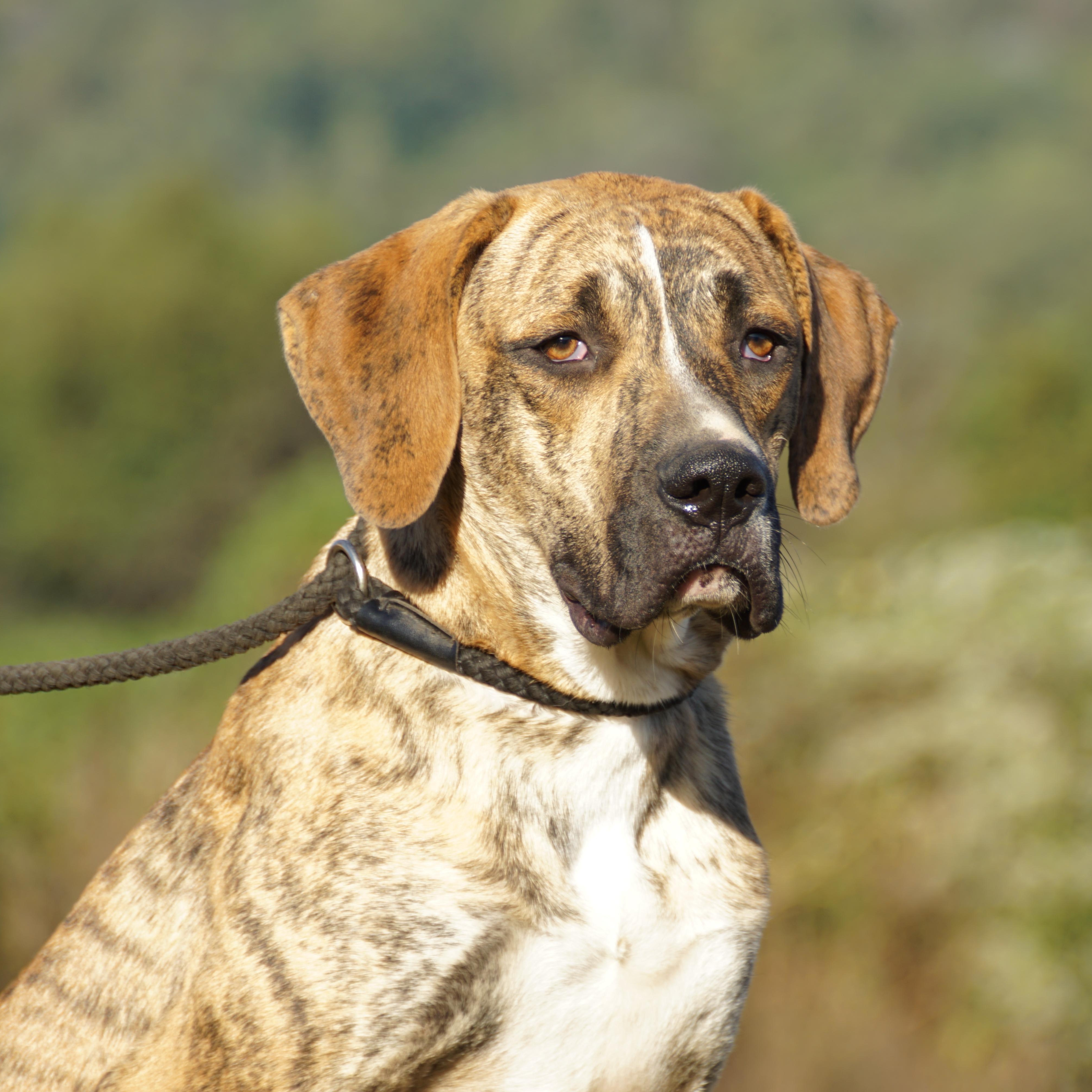 Duke-s, a Adoptable mixed breed in Sequatchie, TN image 5/6