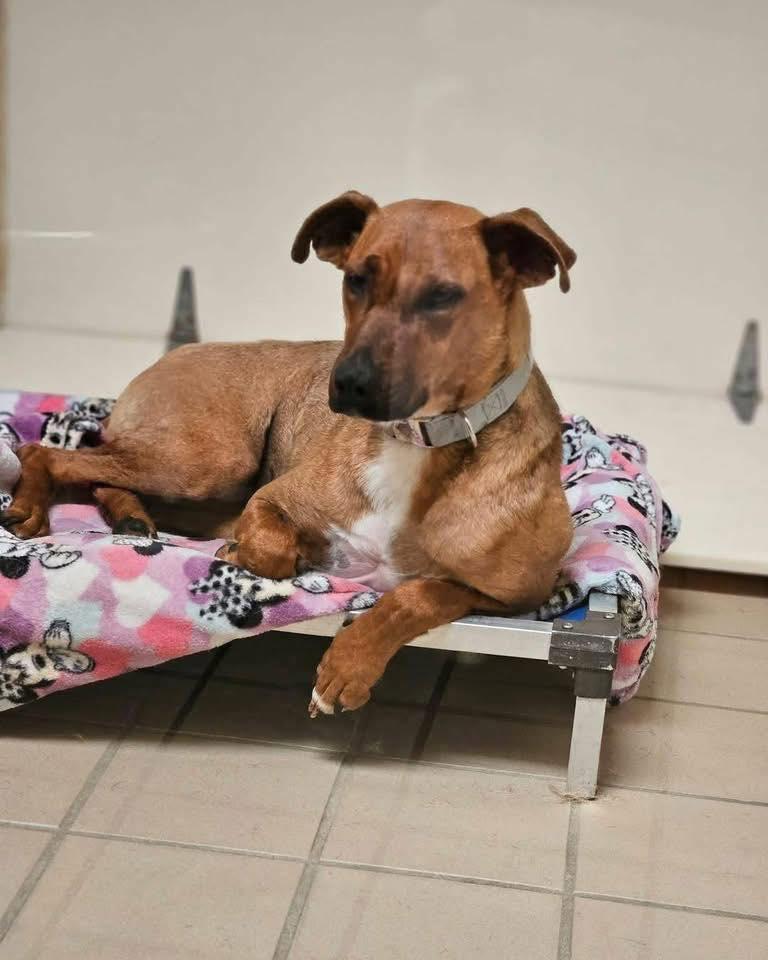 Creed, ADOPTABLE, Adult Female German Shepherd Dog.