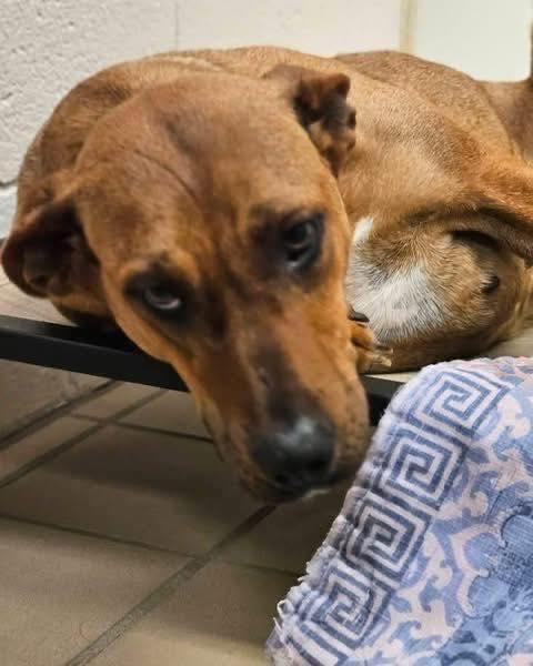 Creed, a ADOPTABLE mixed breed in Broken Arrow, OK image 2/2