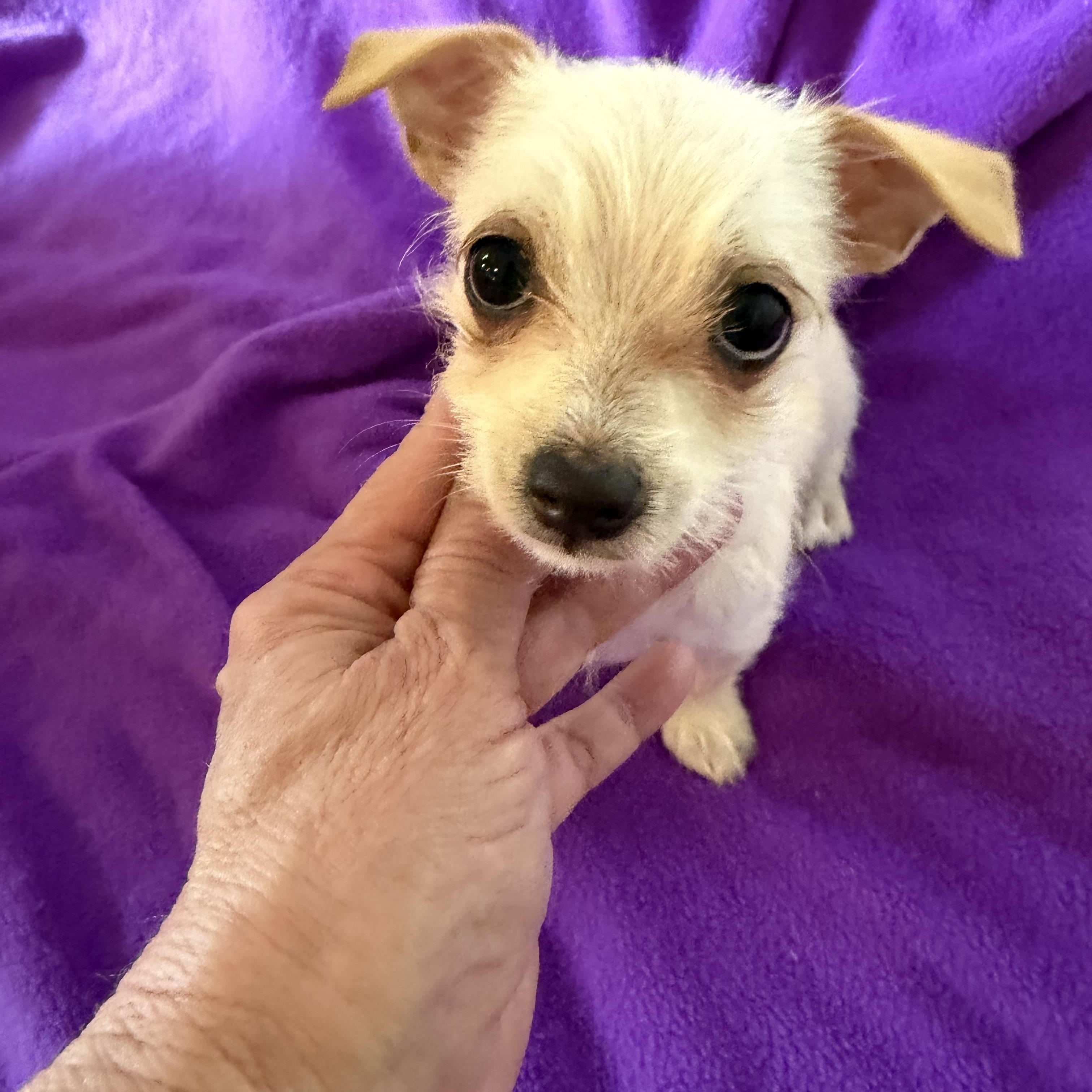 Grace, a ADOPTABLE mixed breed in Alabaster, AL image 2/5