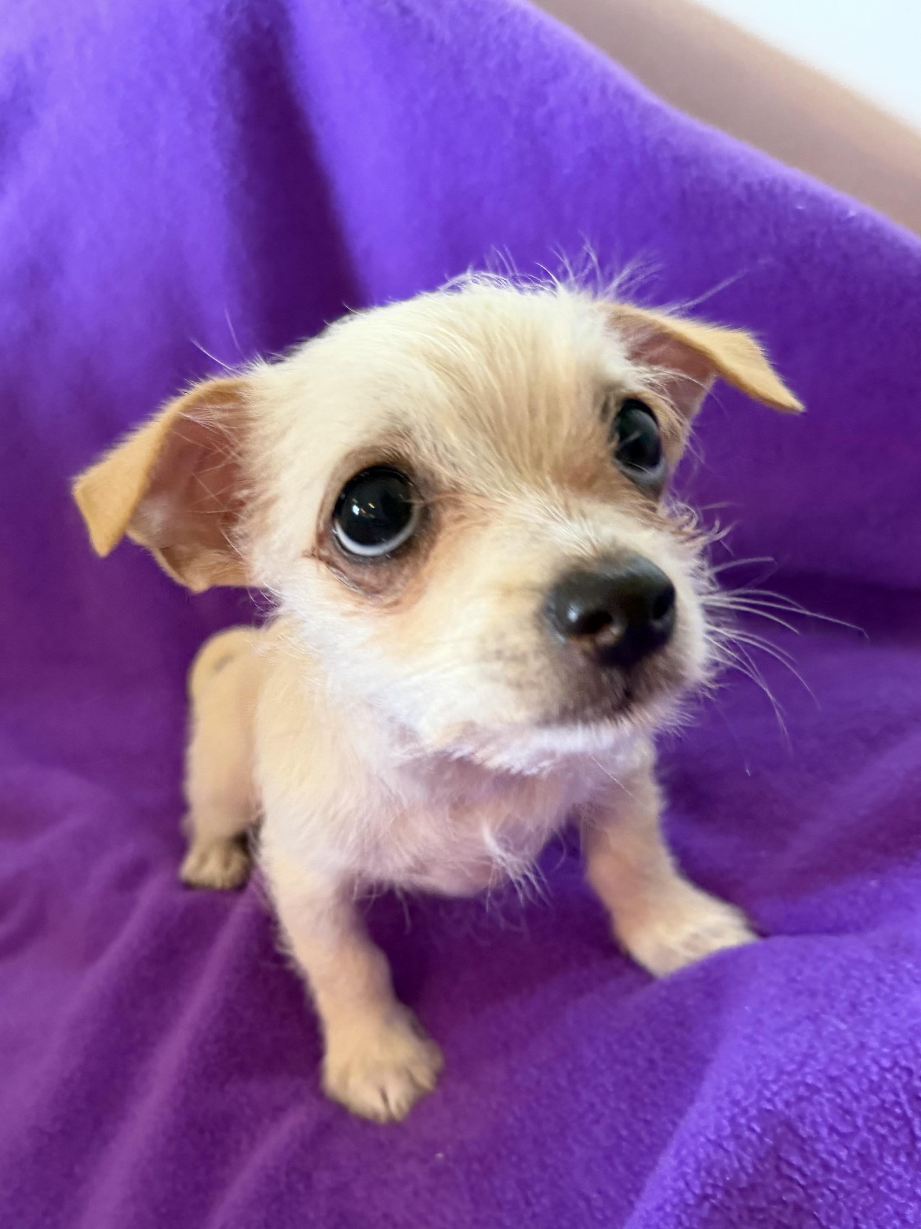Grace, a ADOPTABLE mixed breed in Alabaster, AL image 4/5