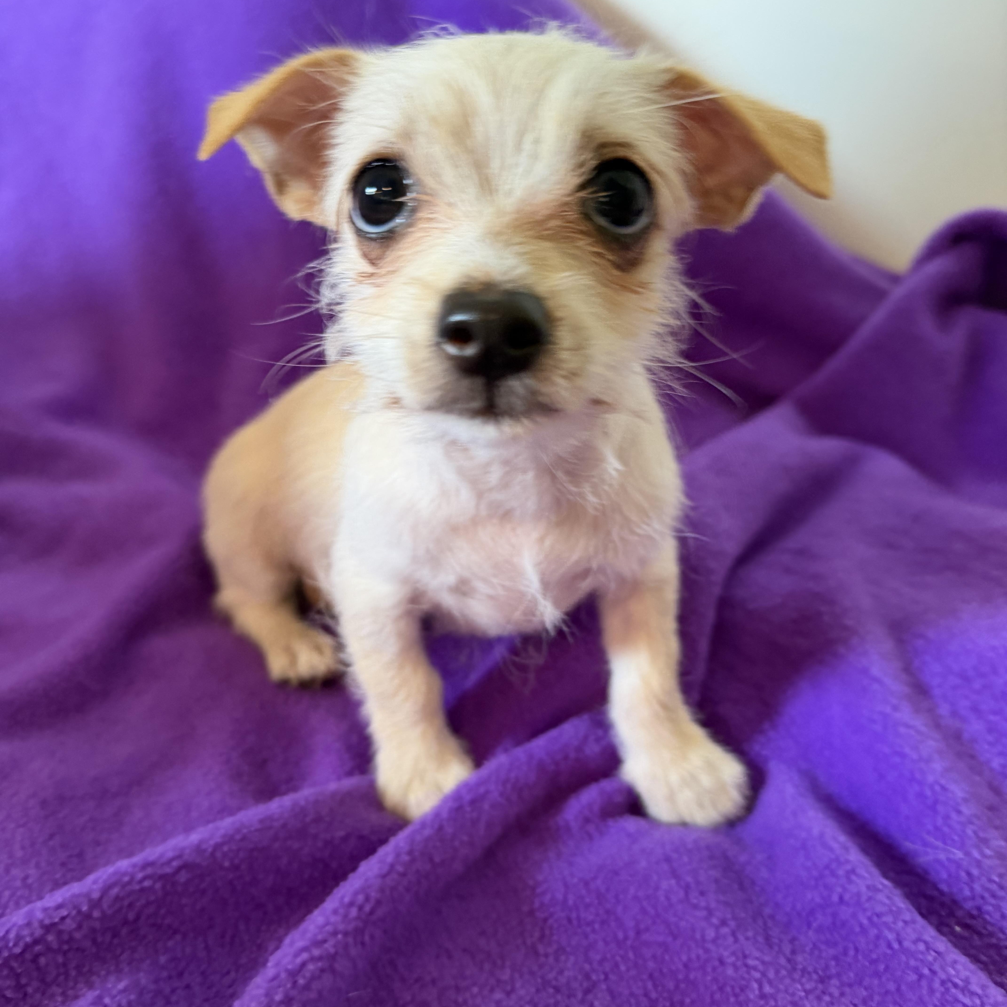 Grace, a ADOPTABLE mixed breed in Alabaster, AL image 1/5