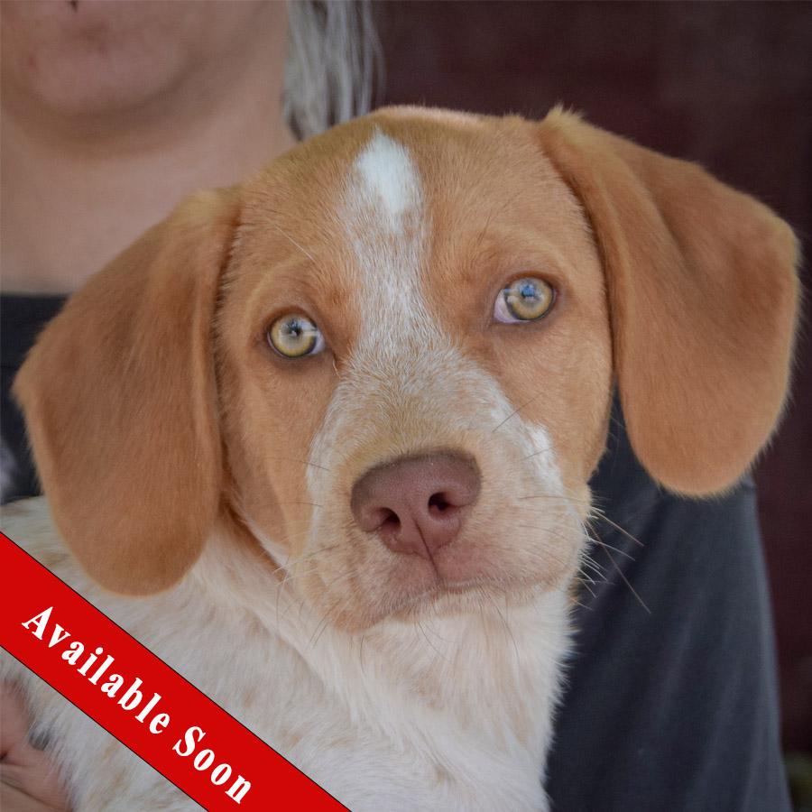 Toddy, Baby Male Beagle