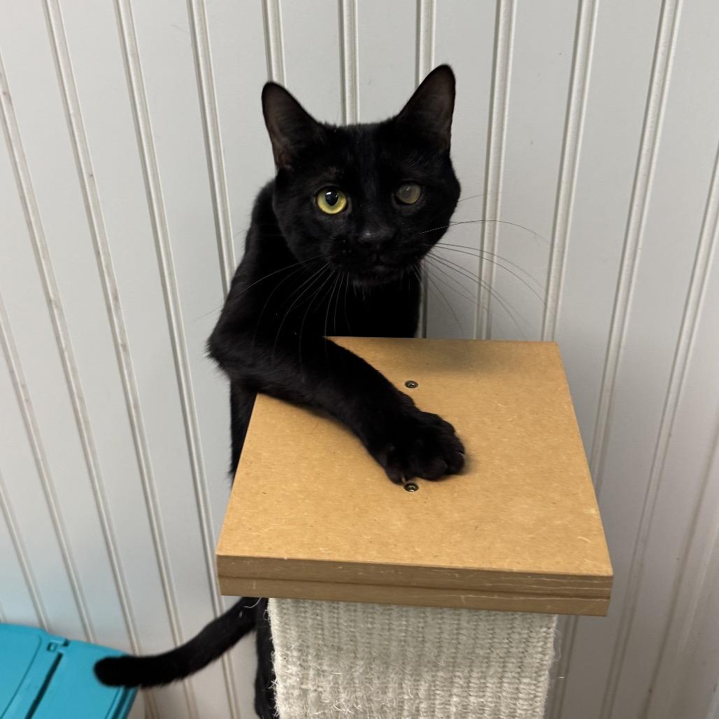 25-260 Alfie, Adoptable, Adult Male Domestic Short Hair.