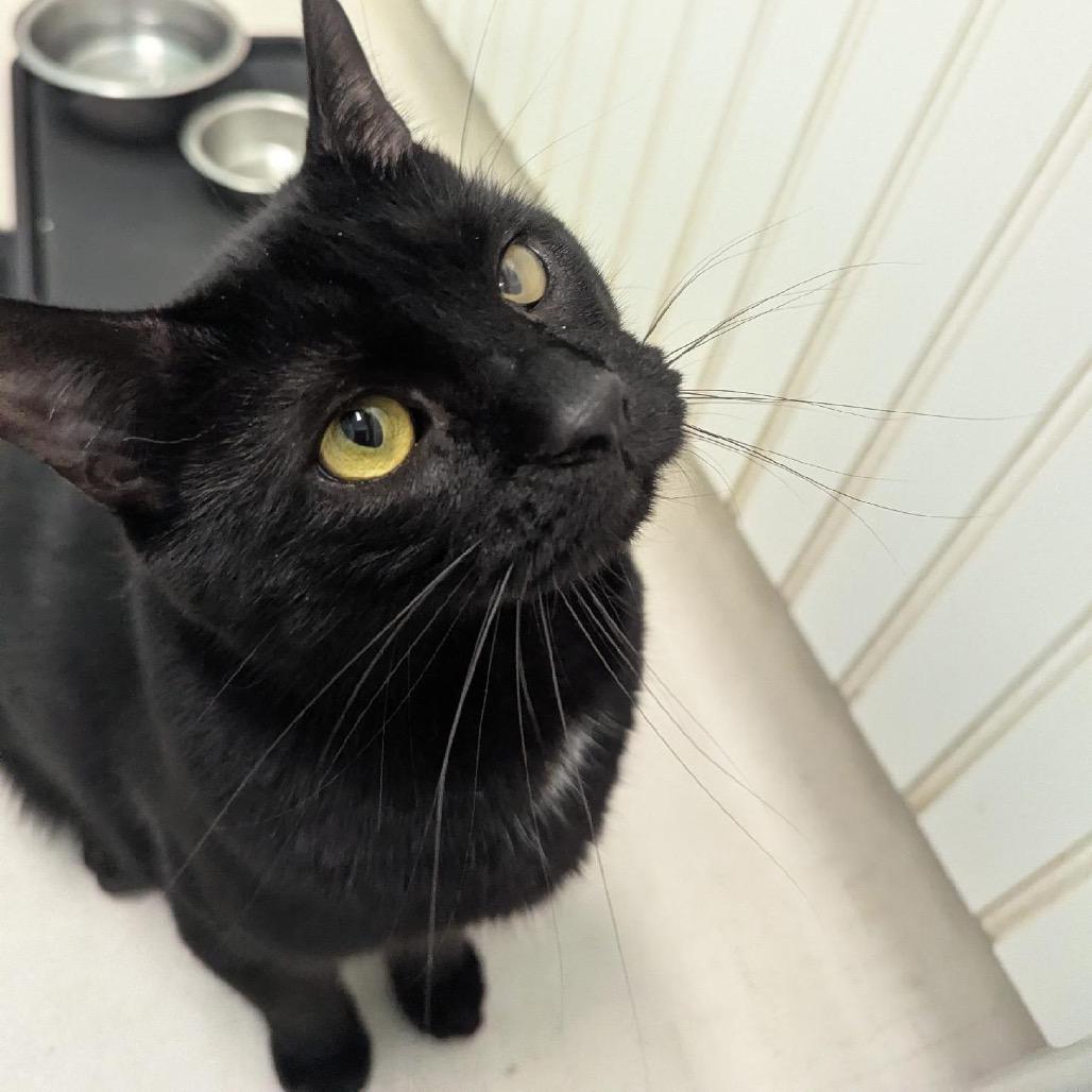 25-265 Alfie, a Adoptable Domestic Short Hair in North Branford, CT image 2/4