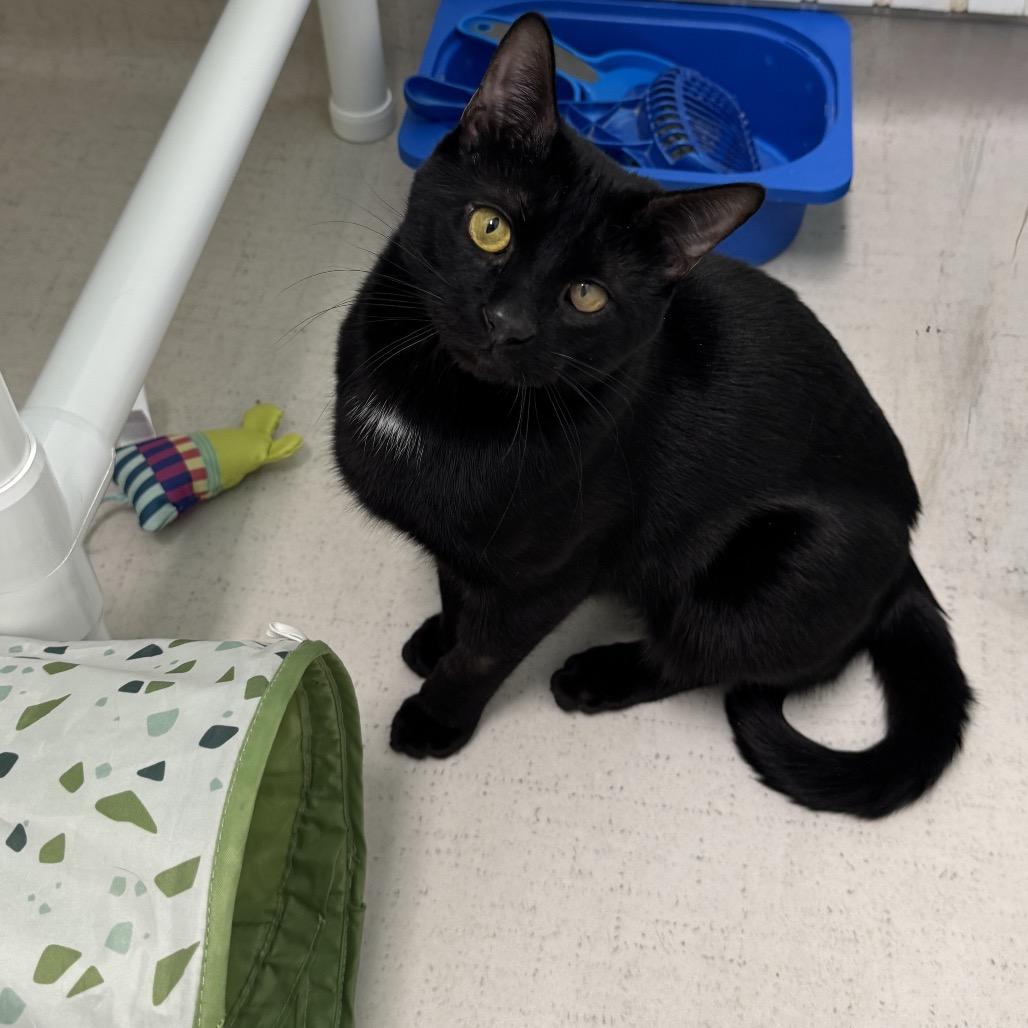 Enlarge 25-260 Alfie, a Adoptable Domestic Short Hair in North Branford, CT image 2/4