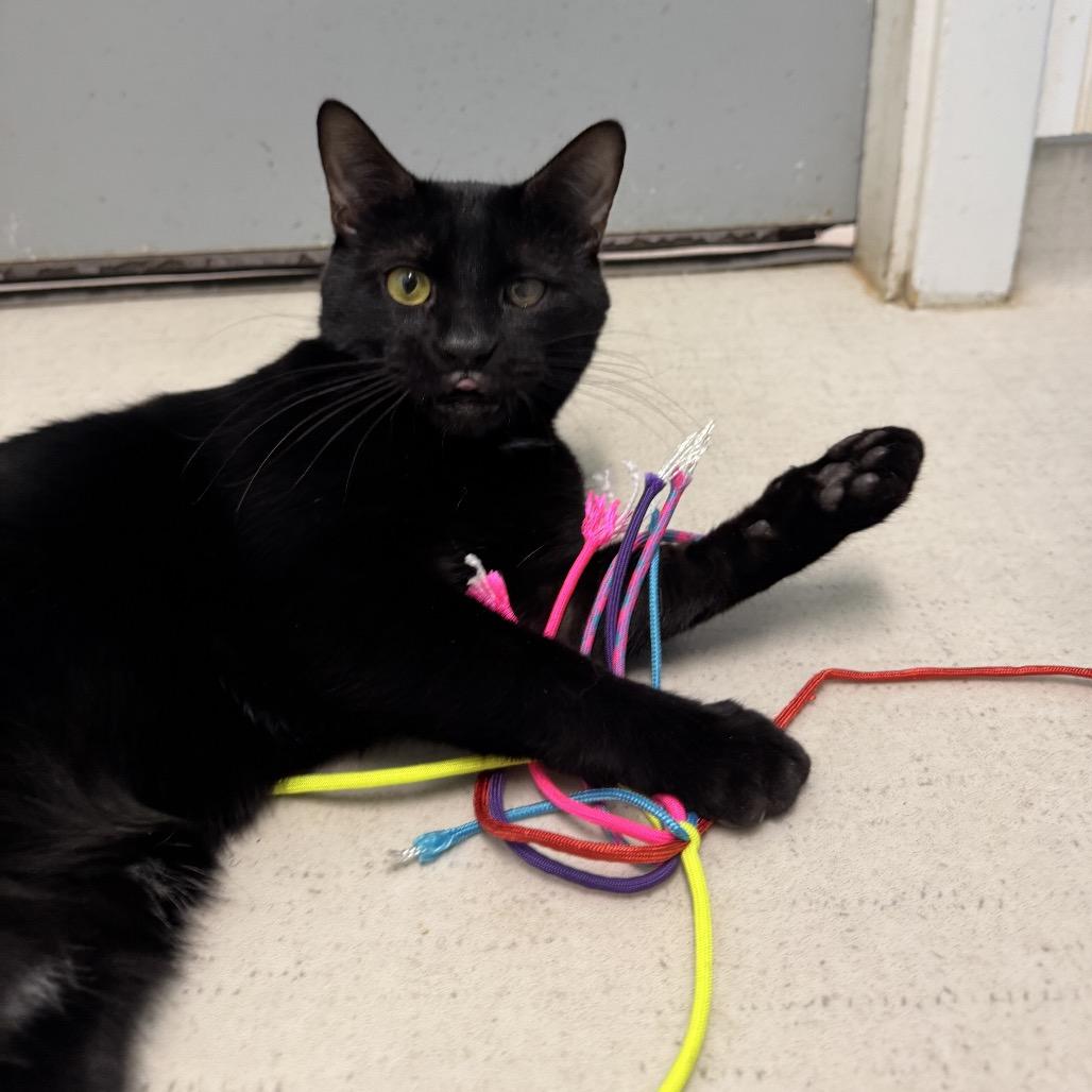 Enlarge 25-260 Alfie, a Adoptable Domestic Short Hair in North Branford, CT image 3/4