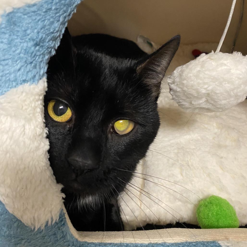 Enlarge 25-260 Alfie, a Adoptable Domestic Short Hair in North Branford, CT image 4/4