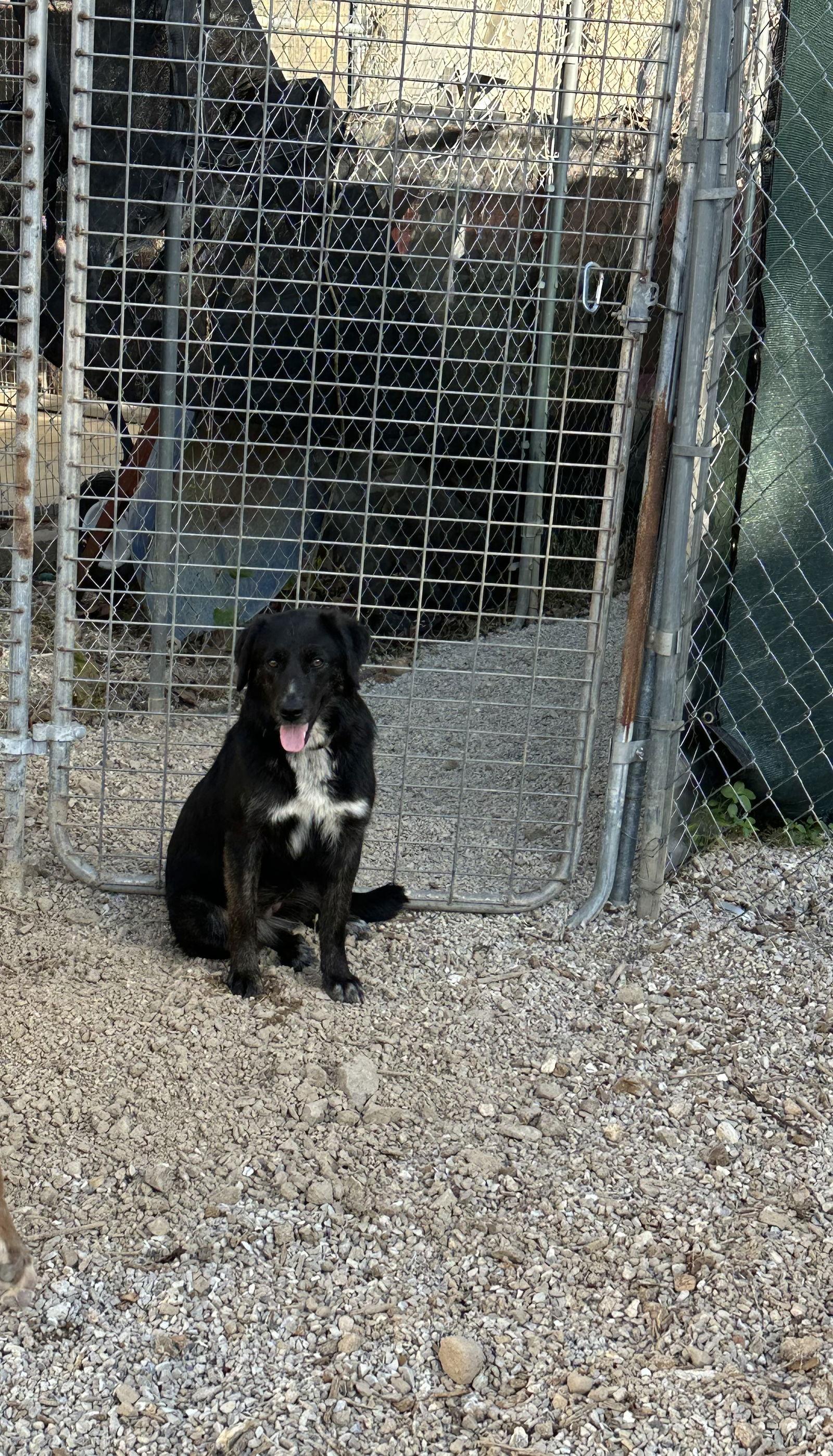 Olive, a Adoptable Australian Shepherd in Stover, MO image 1/3