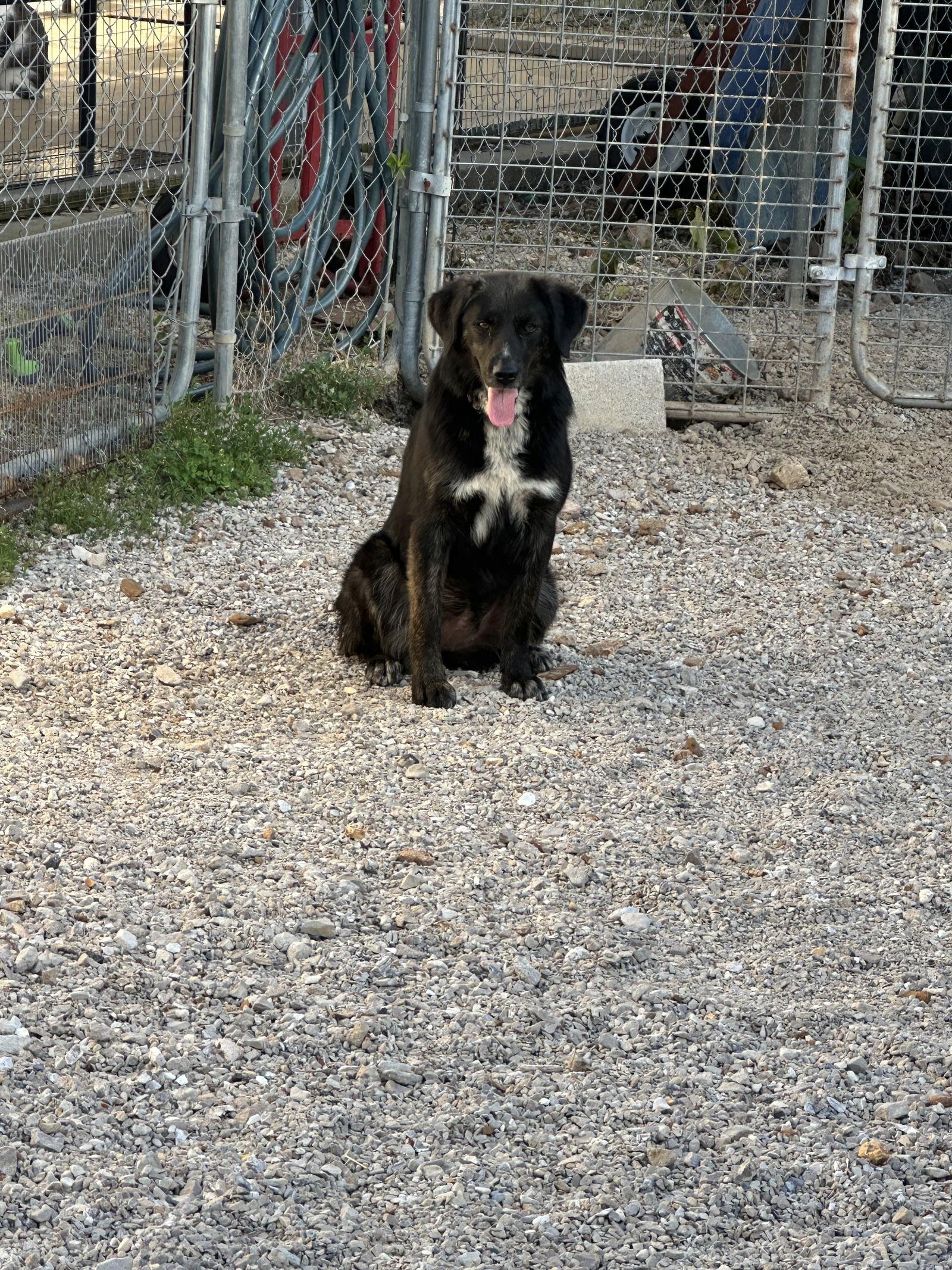 Olive, a Adoptable Australian Shepherd in Stover, MO image 2/3