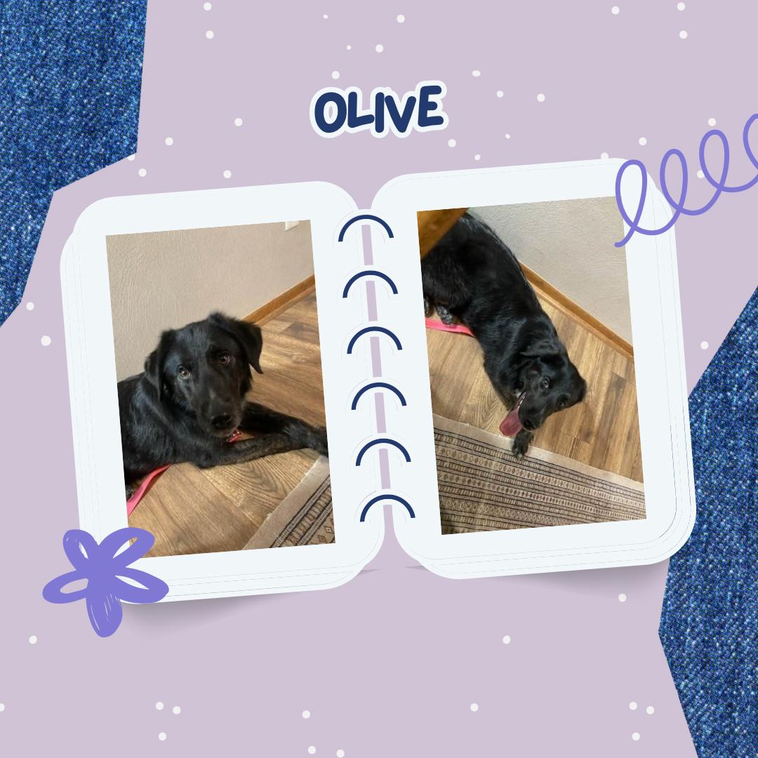 Olive, a Adoptable Australian Shepherd in Stover, MO image 3/3