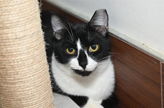 ADAMA, Adoptable, Young Male Domestic Short Hair.