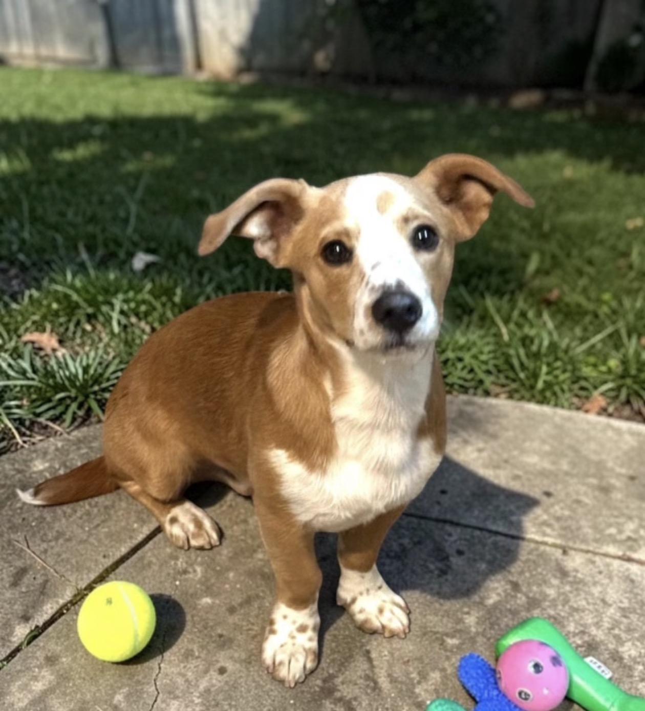 Enlarge Huxley, a ADOPTABLE mixed breed in Oceanside, CA image 1/1