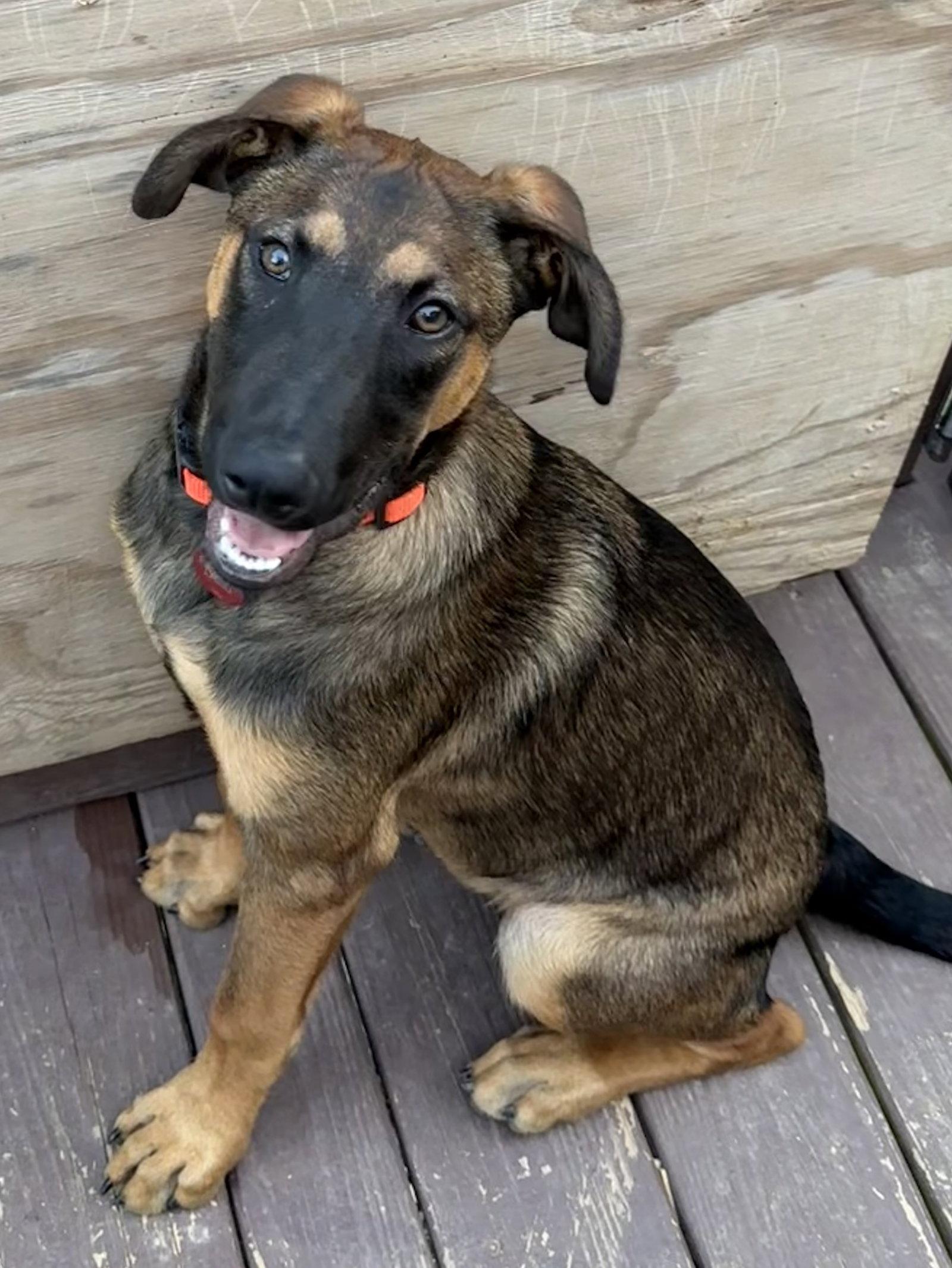 Winchester, a Adoptable mixed breed in Cottage Grove, MN image 2/3