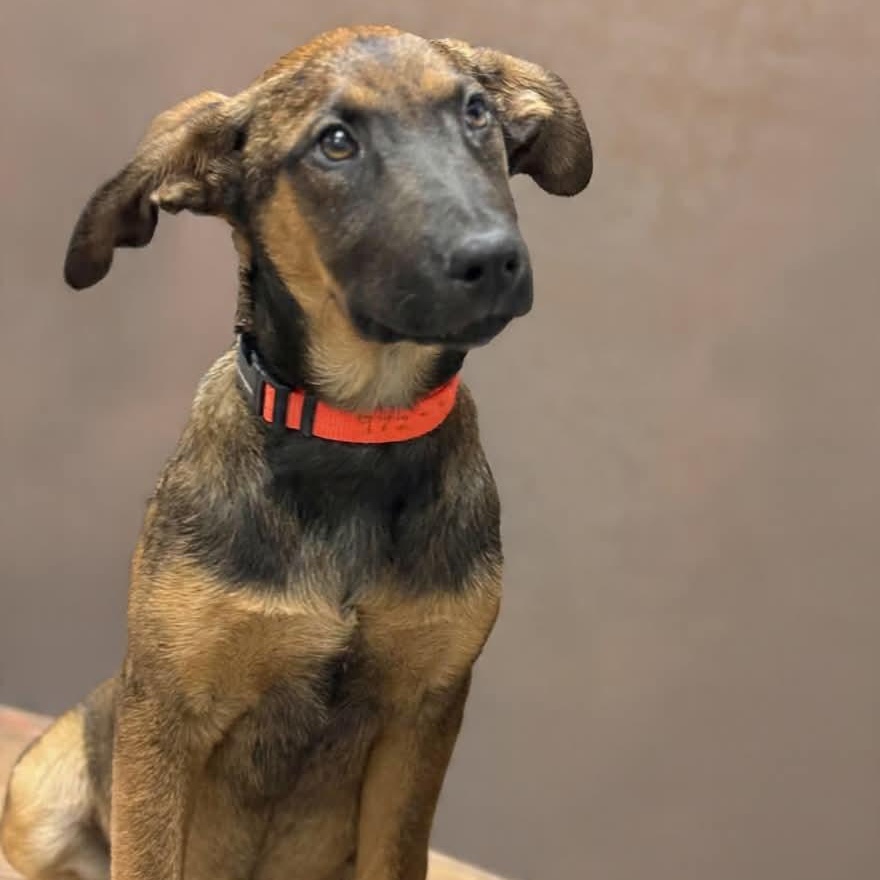 Winchester, a Adoptable mixed breed in Cottage Grove, MN image 3/3