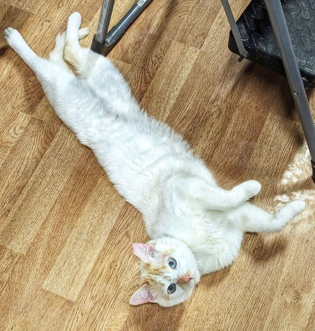 BANOFFEE, Adult Male Domestic Short Hair