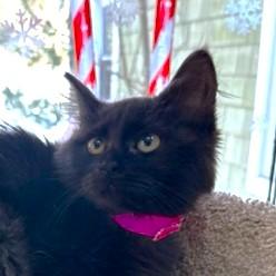 Prancer Perfection! thumbnail 3