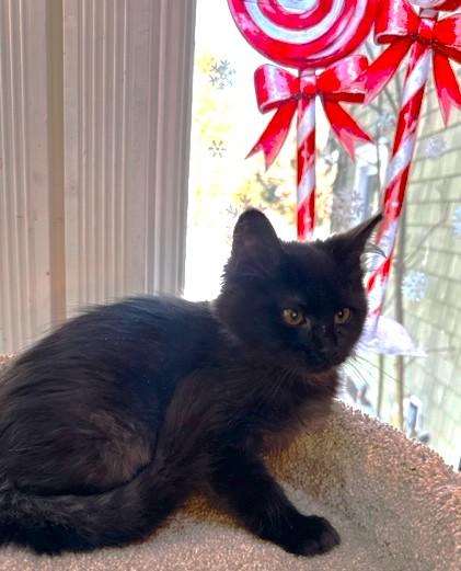 Prancer Perfection! thumbnail 4