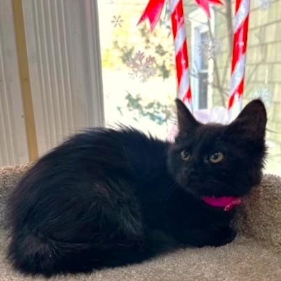 Prancer Perfection! thumbnail 5